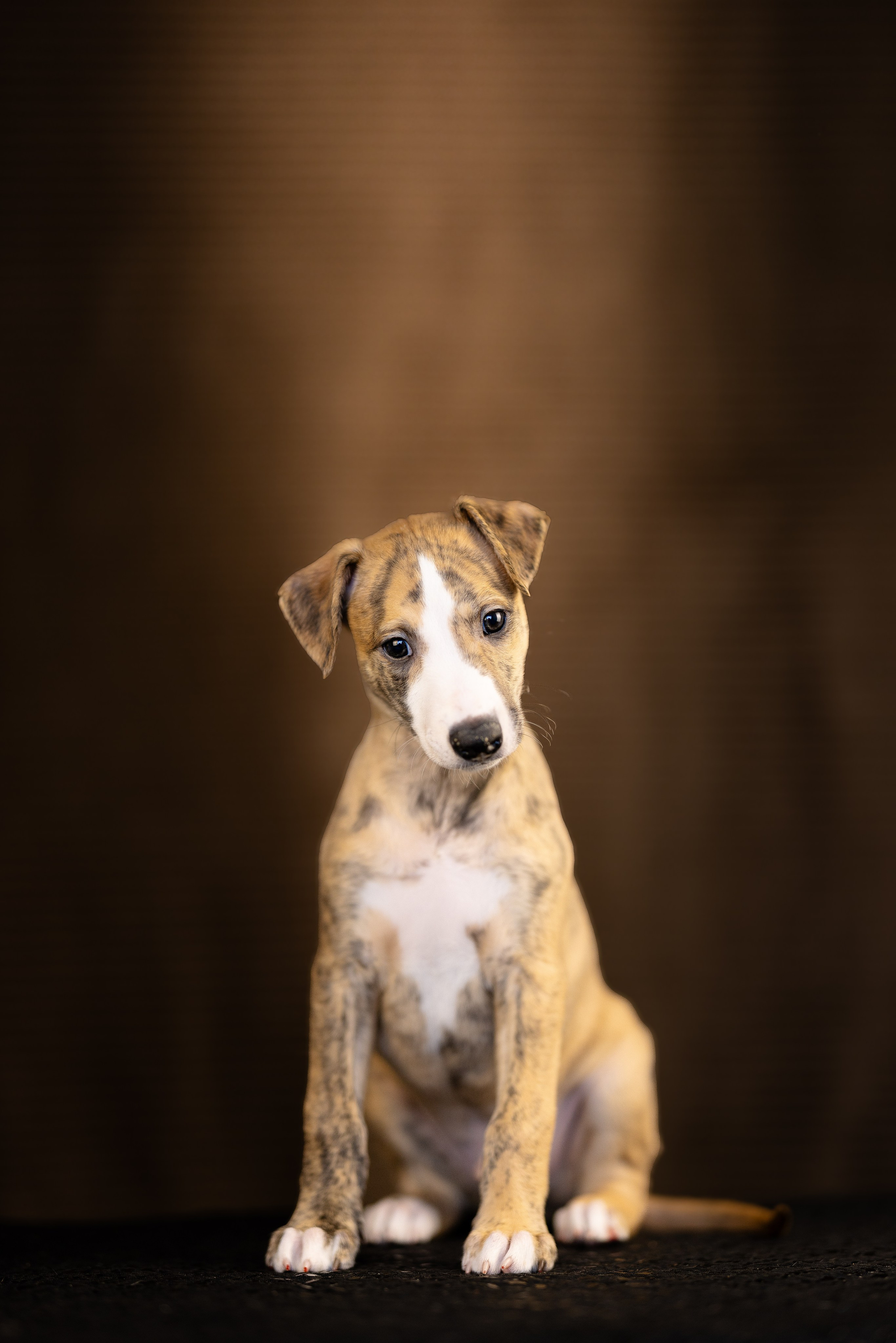 Уиппет. Фотограф и видеограф анималист Аганина Дарья