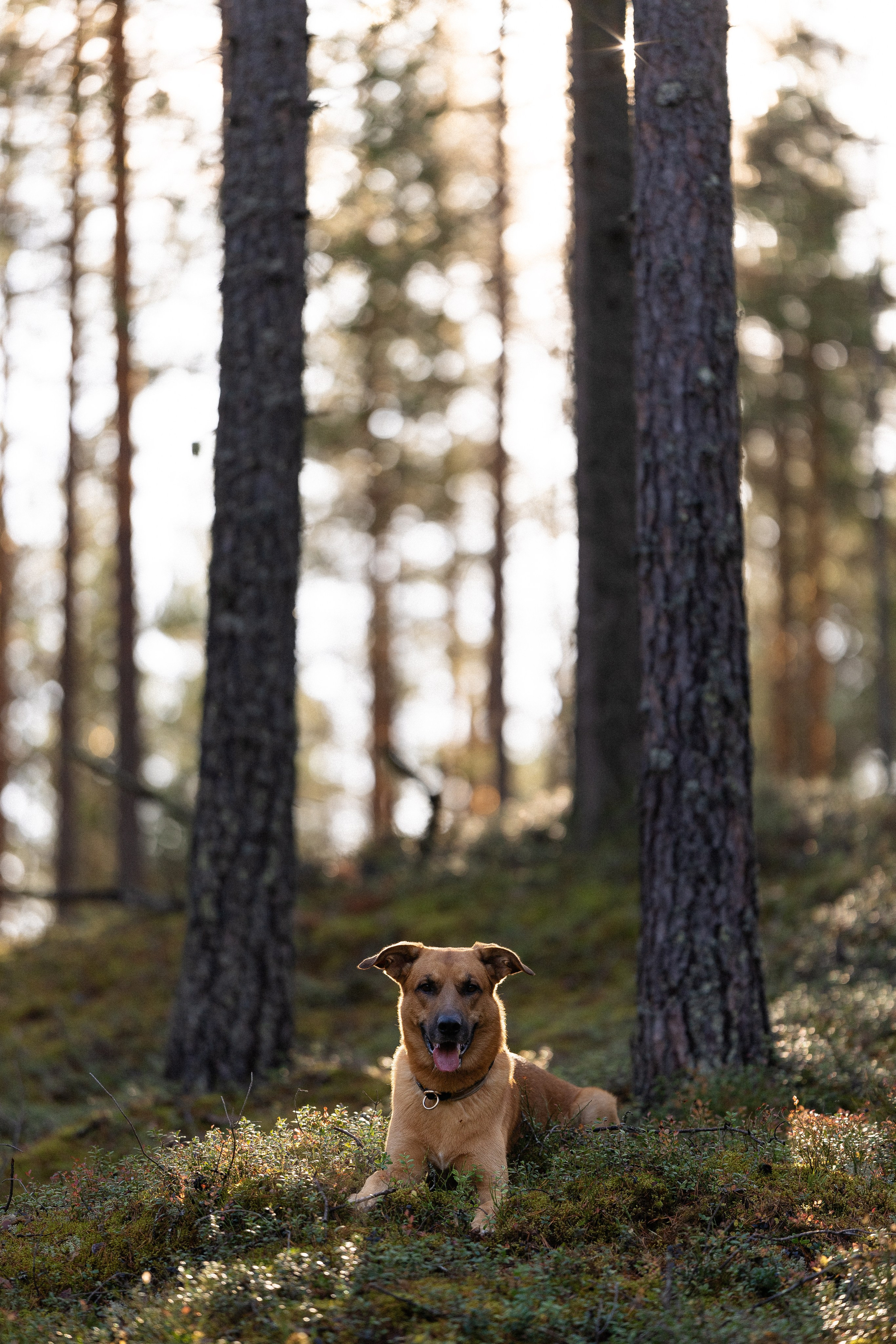 Karelia. Фотограф и видеограф анималист Аганина Дарья