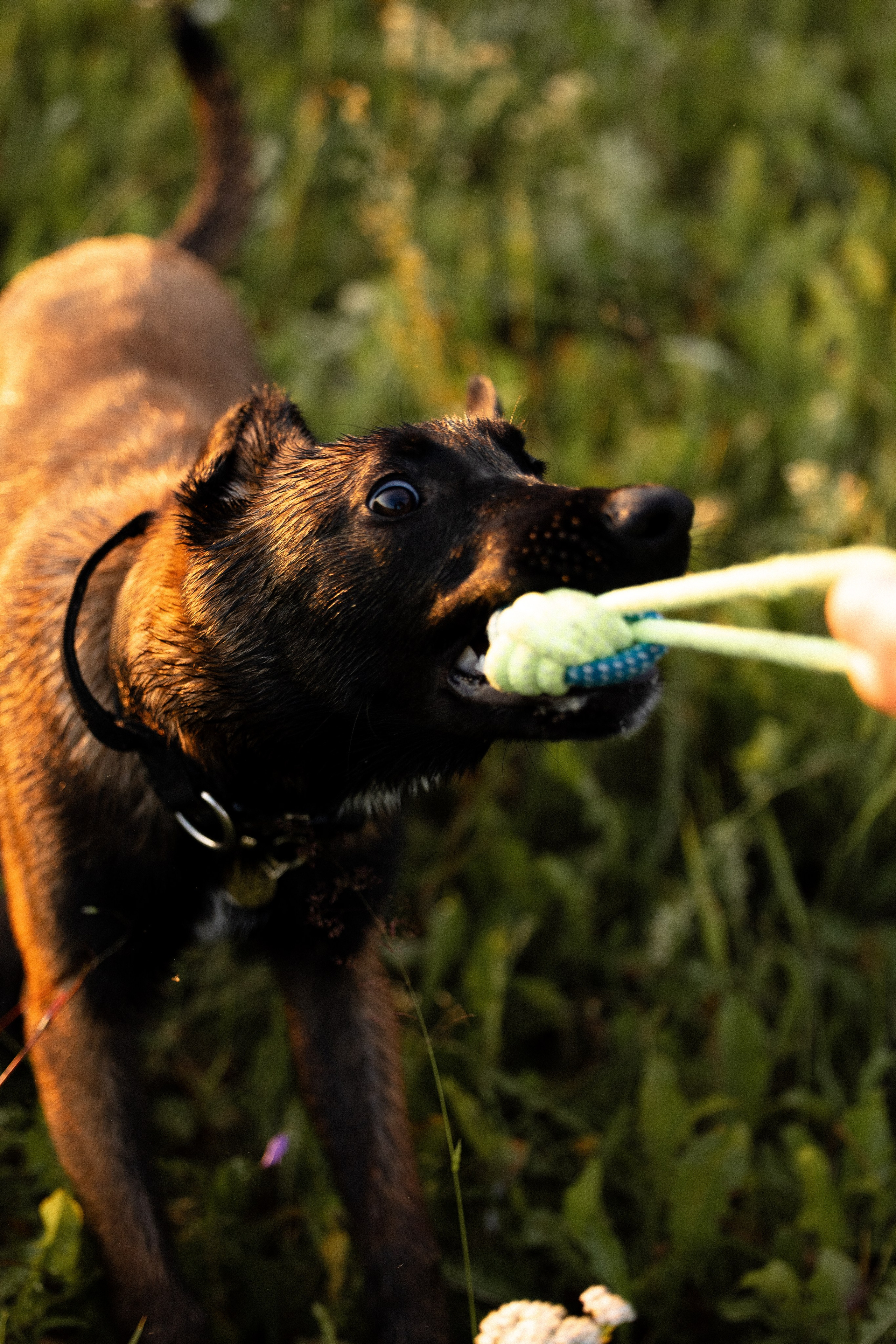 Галина и Лоя. Фотограф и видеограф анималист Аганина Дарья