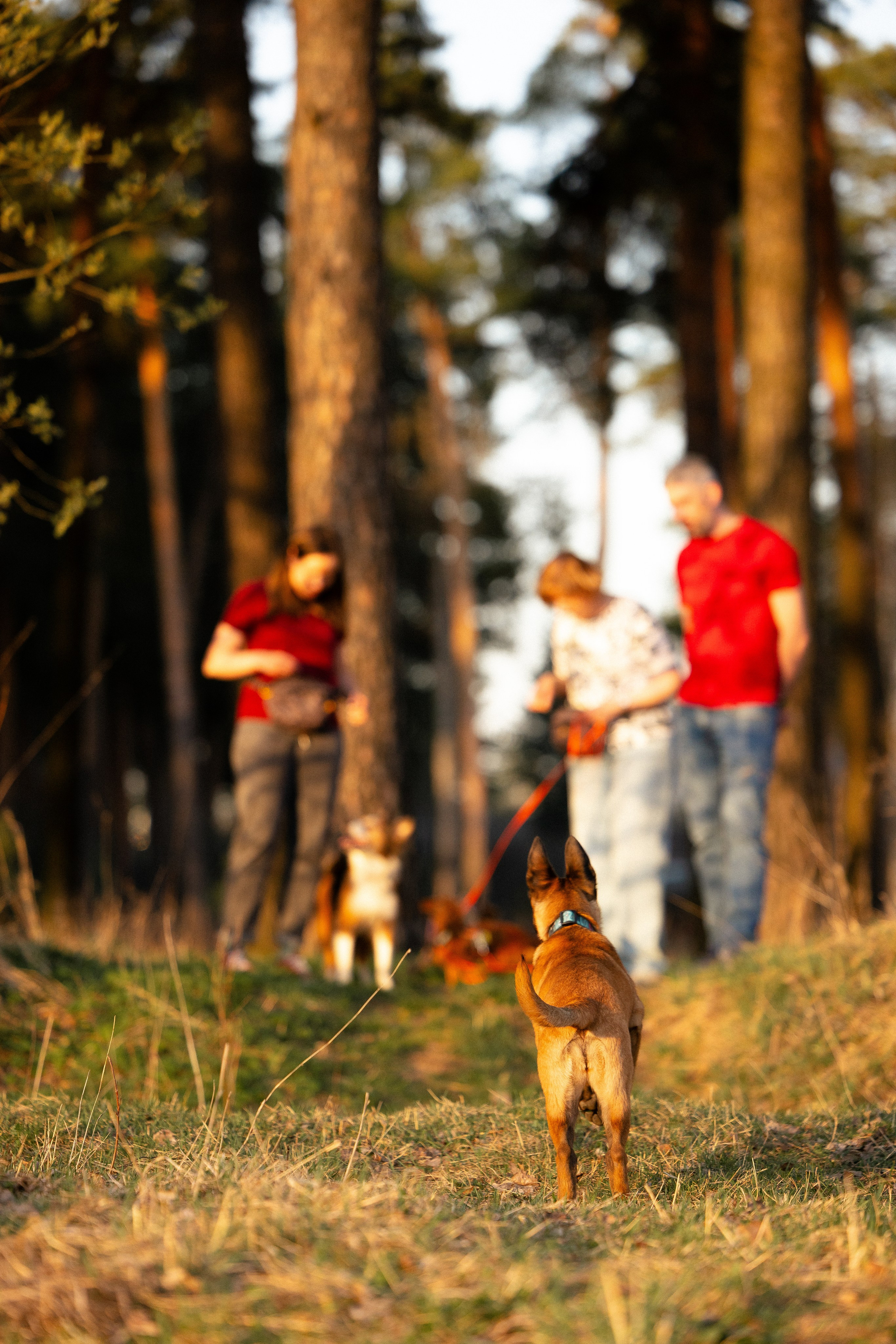 Разношерстная компания. Фотограф и видеограф анималист Аганина Дарья