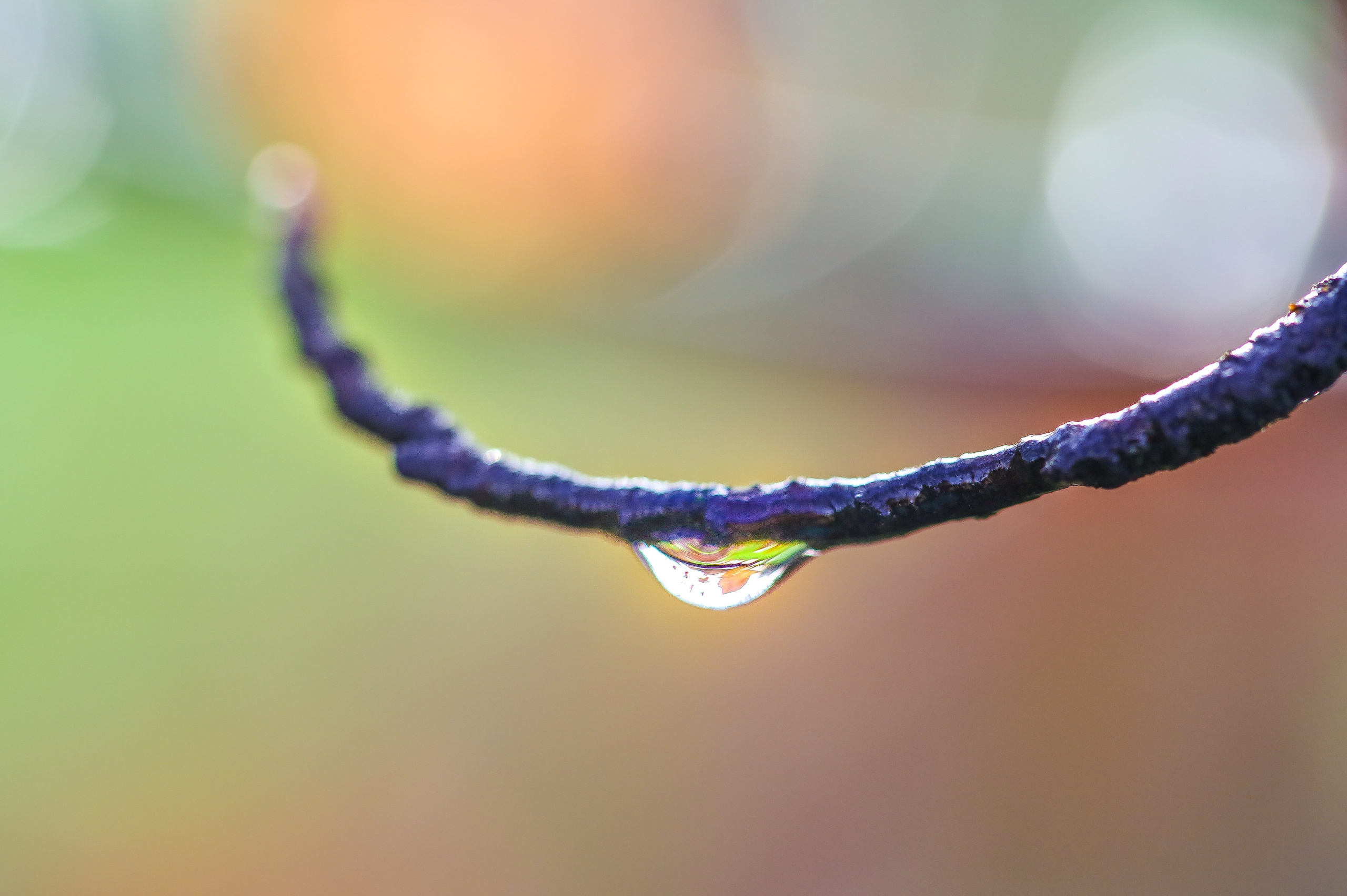 Англия: Лондон цветущий. Дарья Письменюк / Darya Leitstern — фотограф, музыкант, журналист, путешественник
