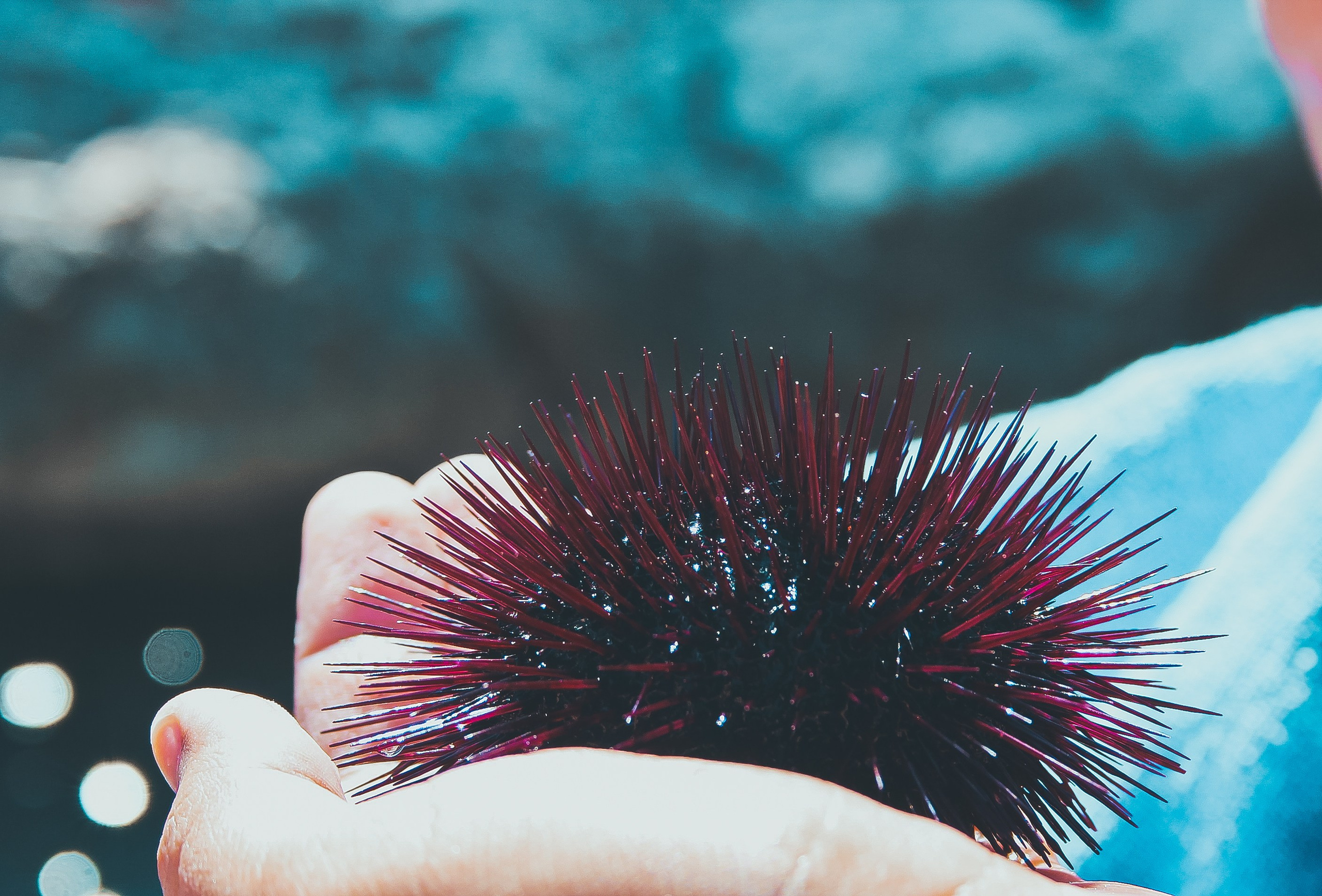 Хорватия: Долорес. Дарья Письменюк / Darya Leitstern — фотограф, музыкант, журналист, путешественник