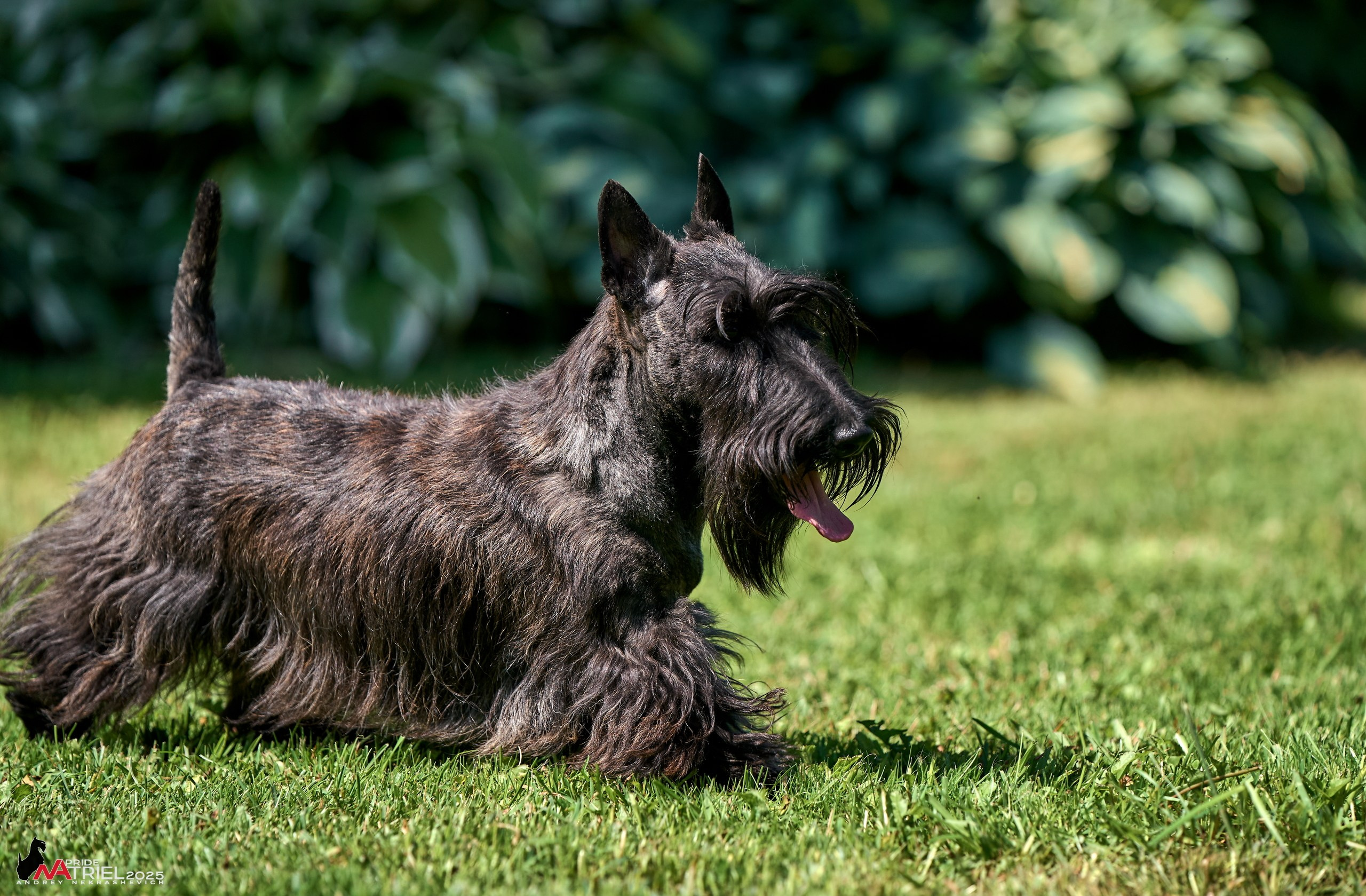 Алабаи и скотч-терьеры в питомнике у Ольги