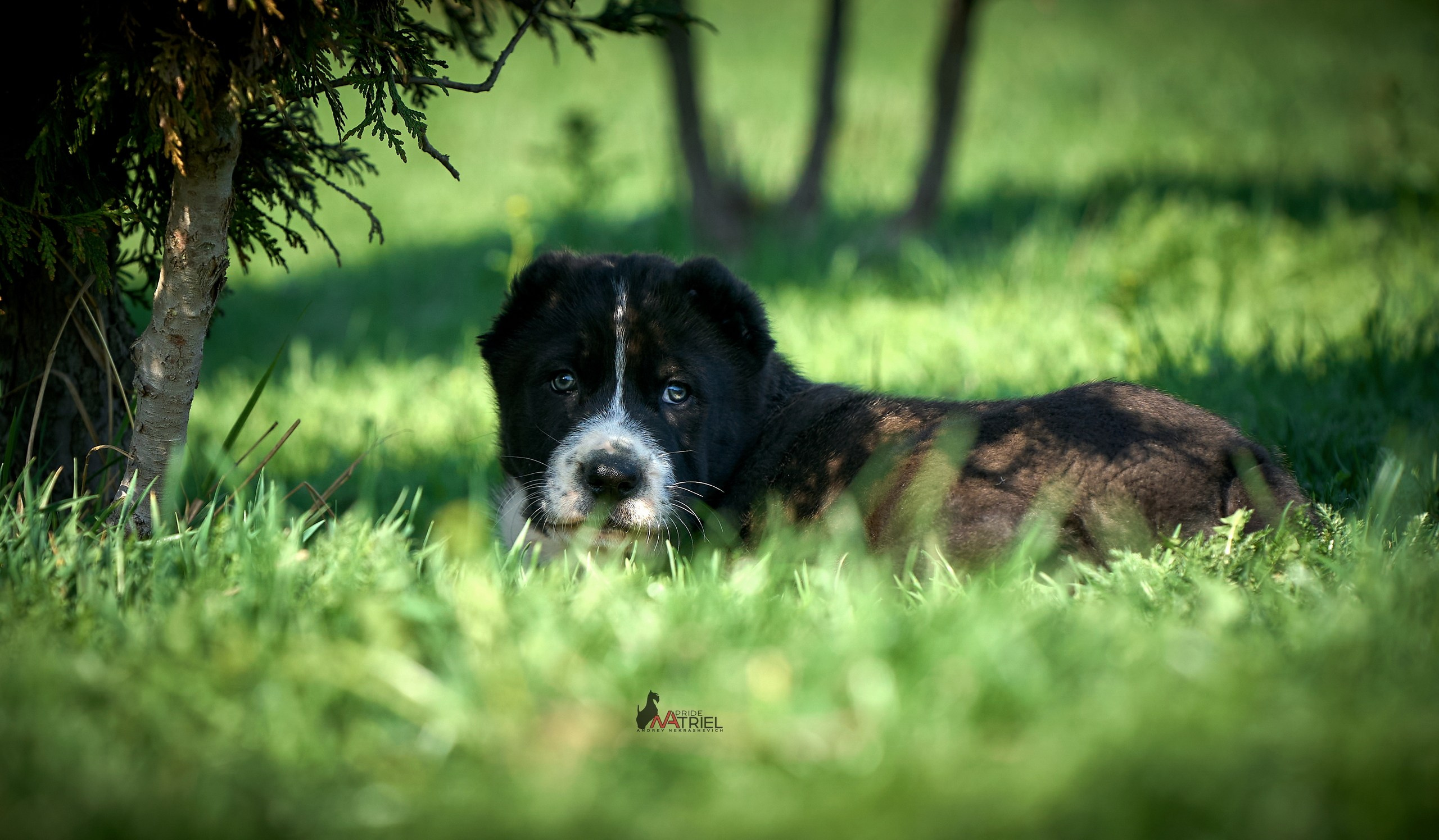 Среднеазиаты — щенки и взрослые