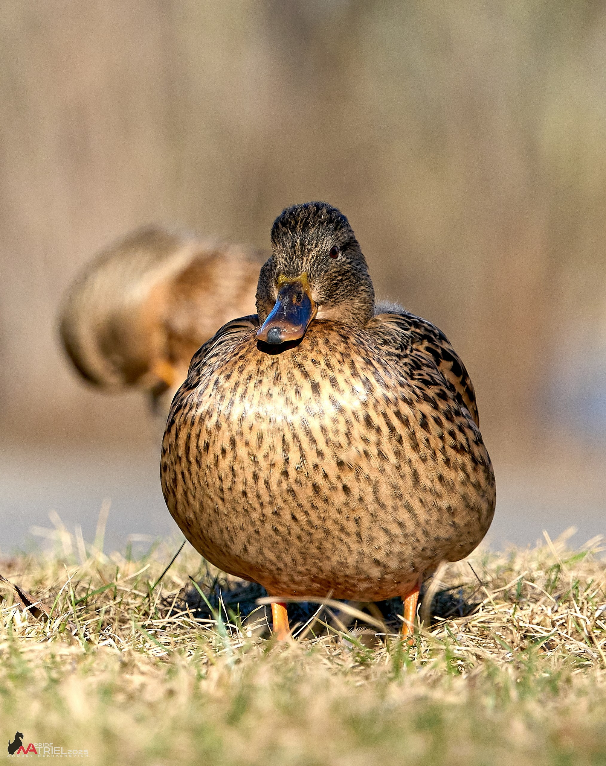 Фотопрогулка в Бутово