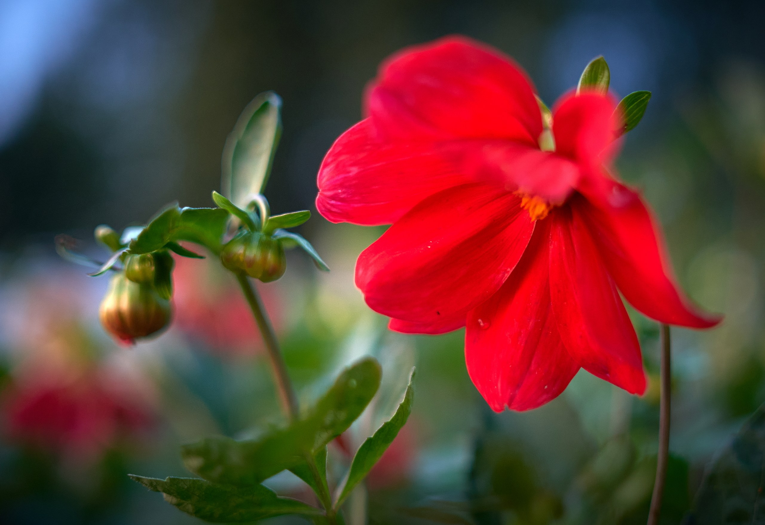 Лютики-цветочки — галерея NATRIEL