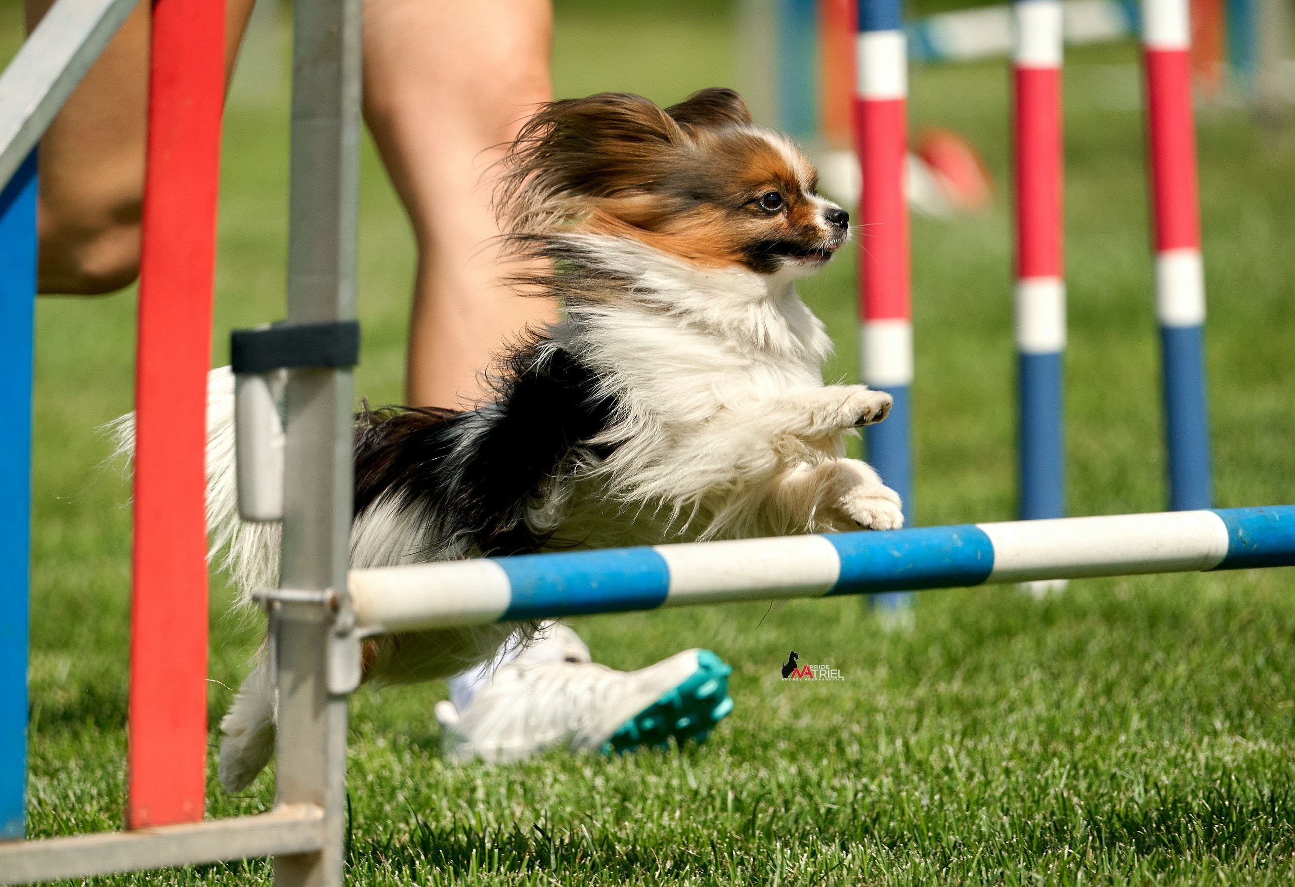 Аджилити — галерея NATRIEL