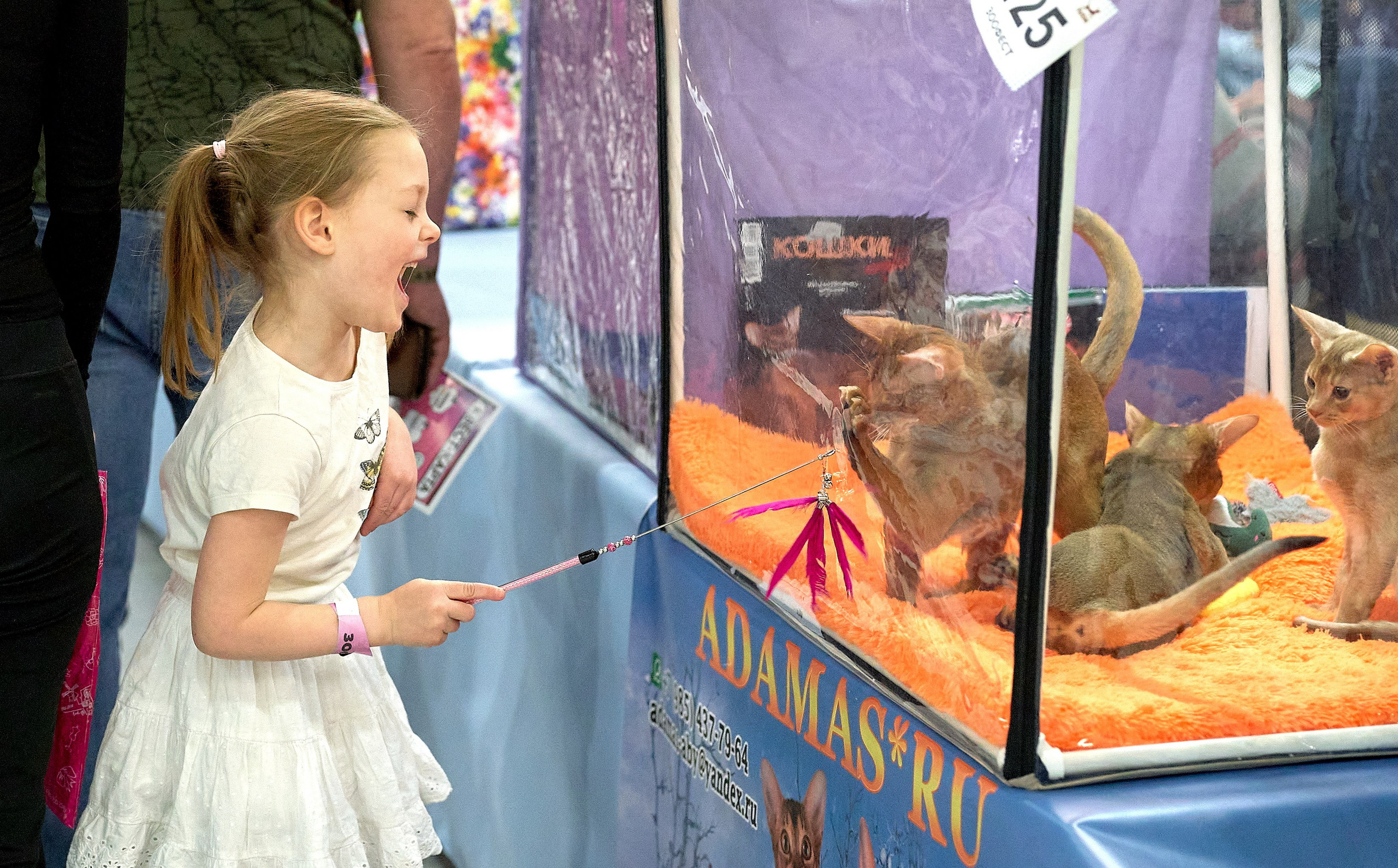 Выставки животных — галерея NATRIEL