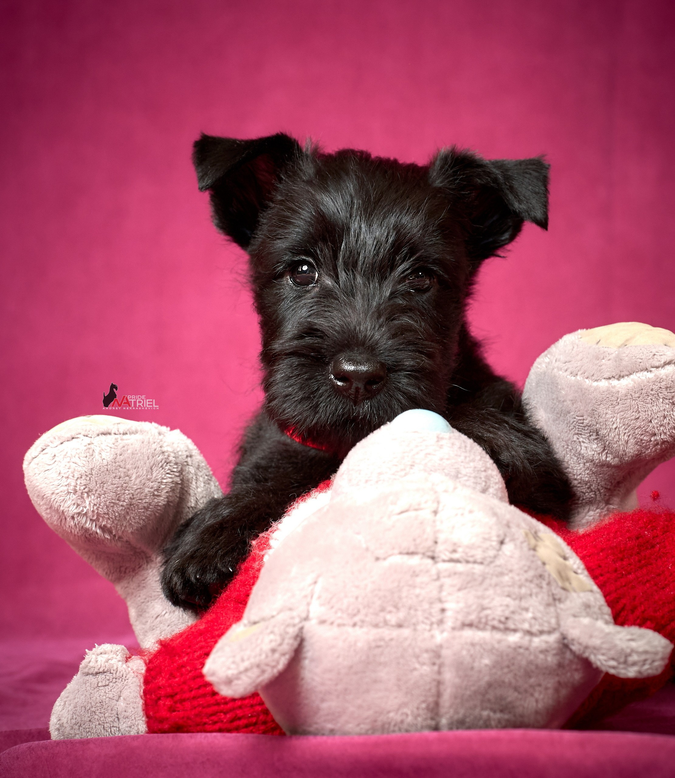 Щенки дома — галерея NATRIEL