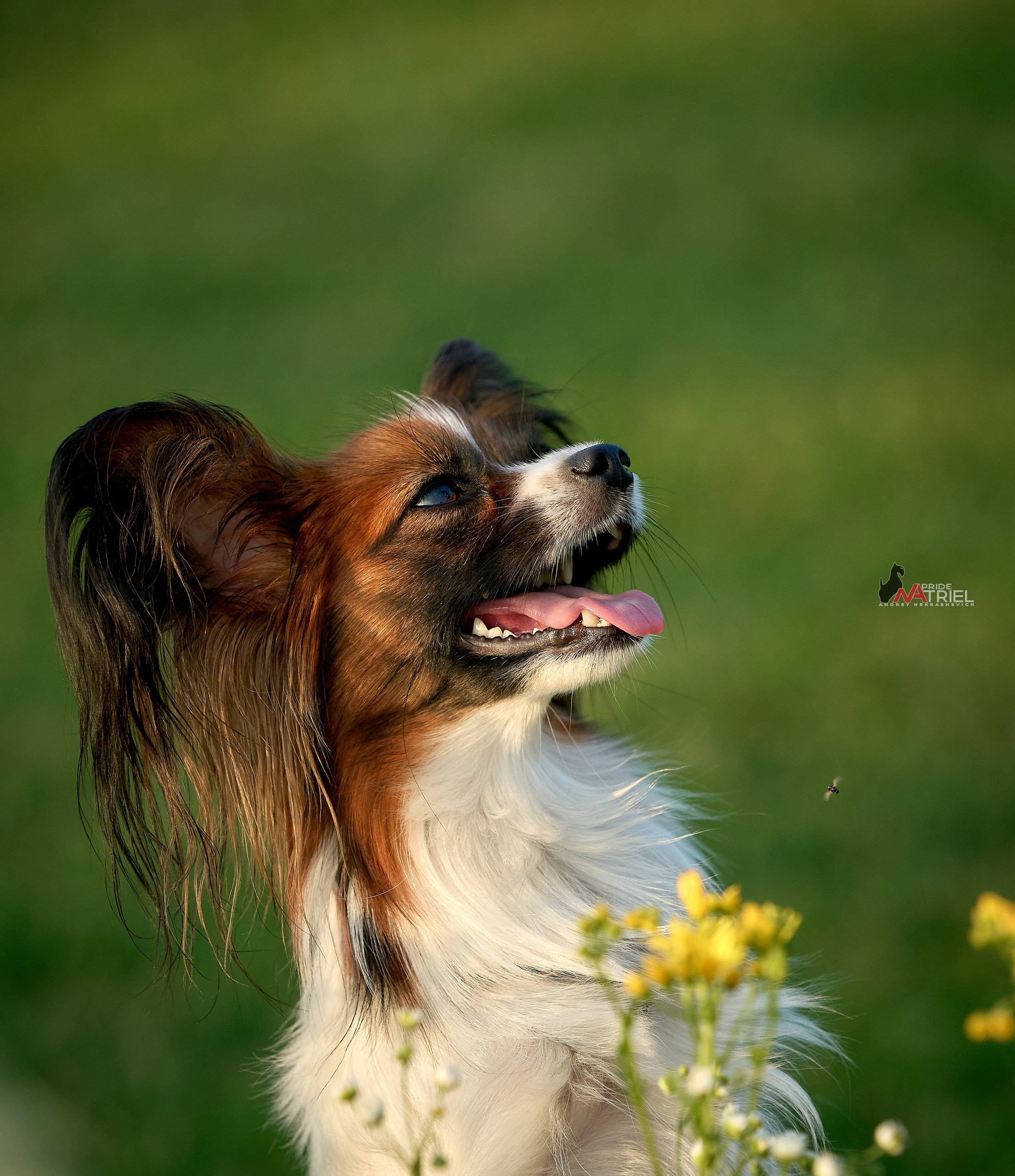 Портреты собак — галерея NATRIEL