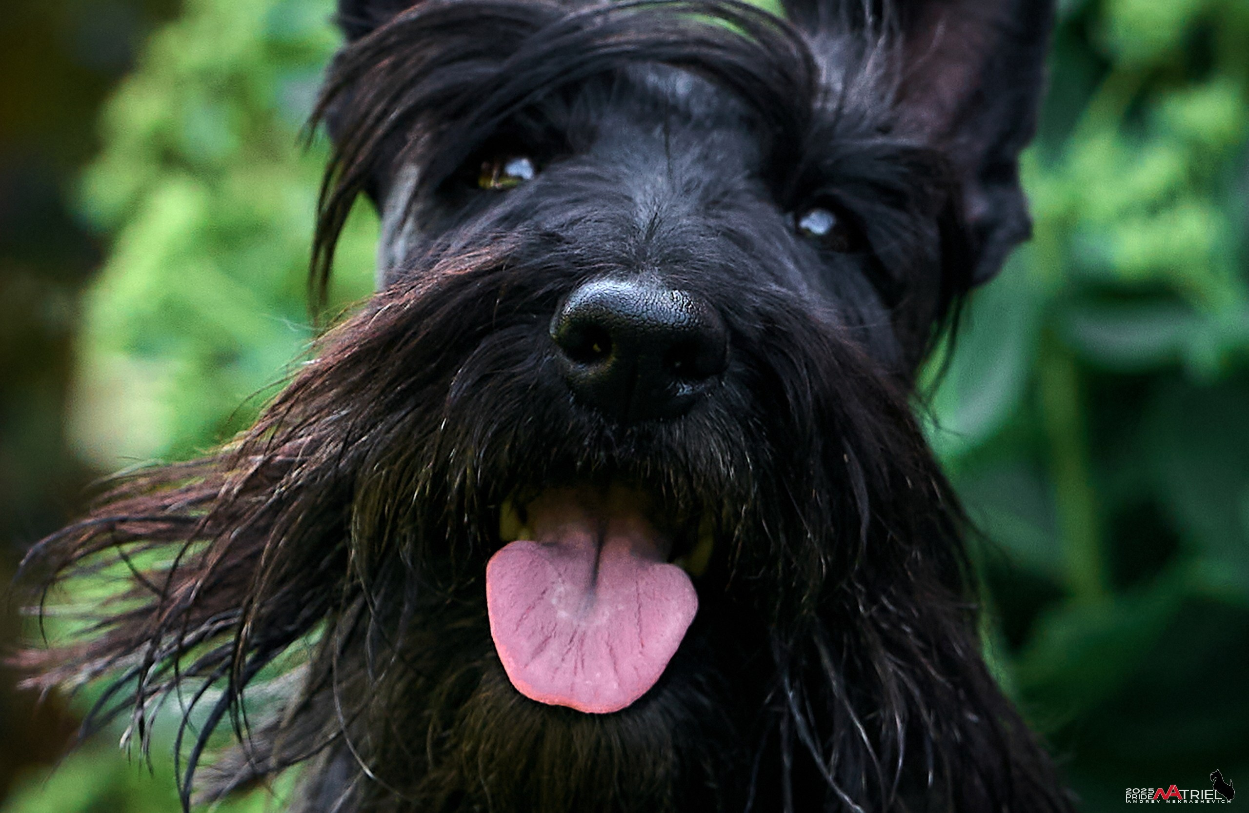 Алабаи и скотч-терьеры в питомнике у Ольги