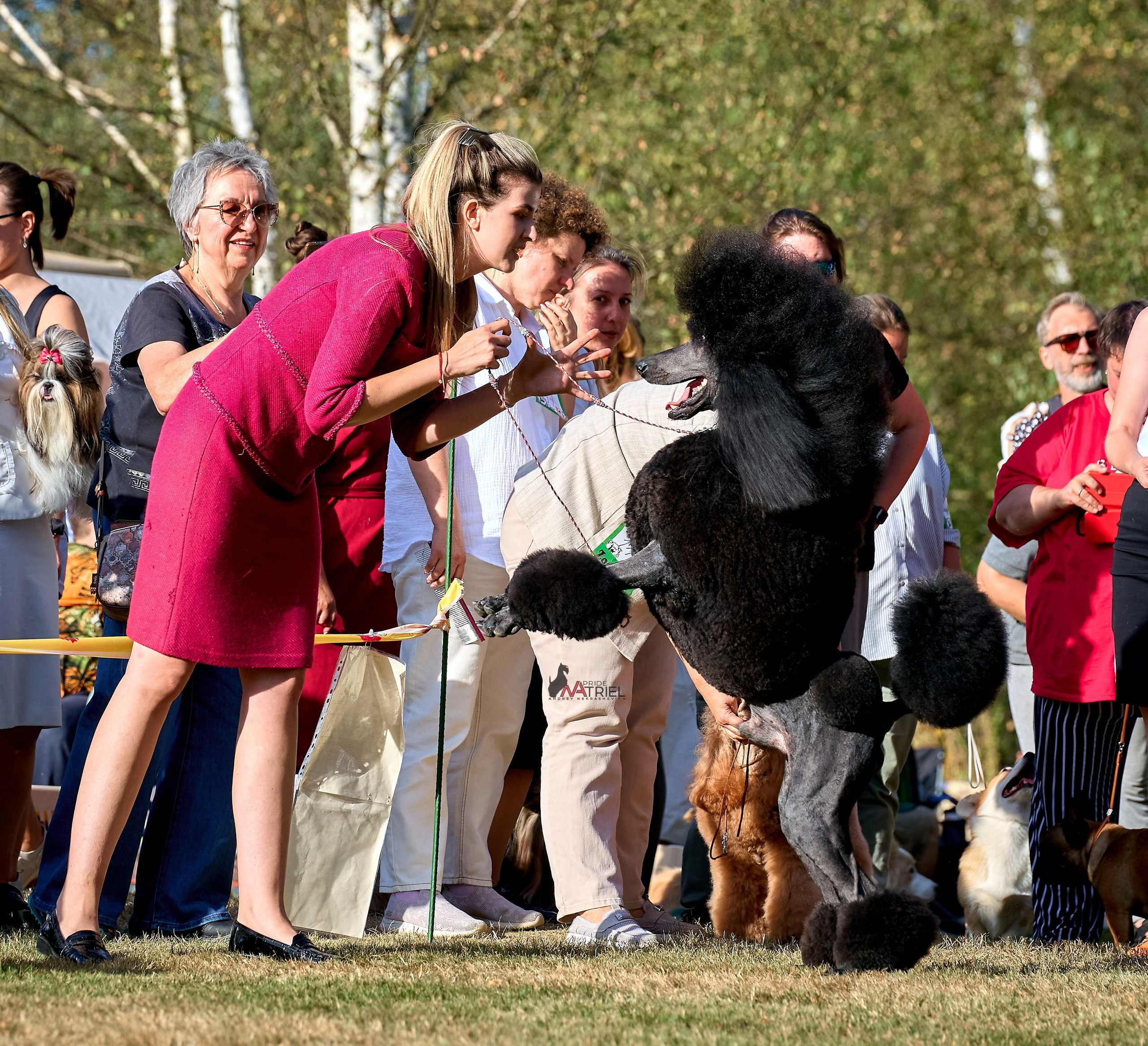 Работа в рингах — галерея NATRIEL