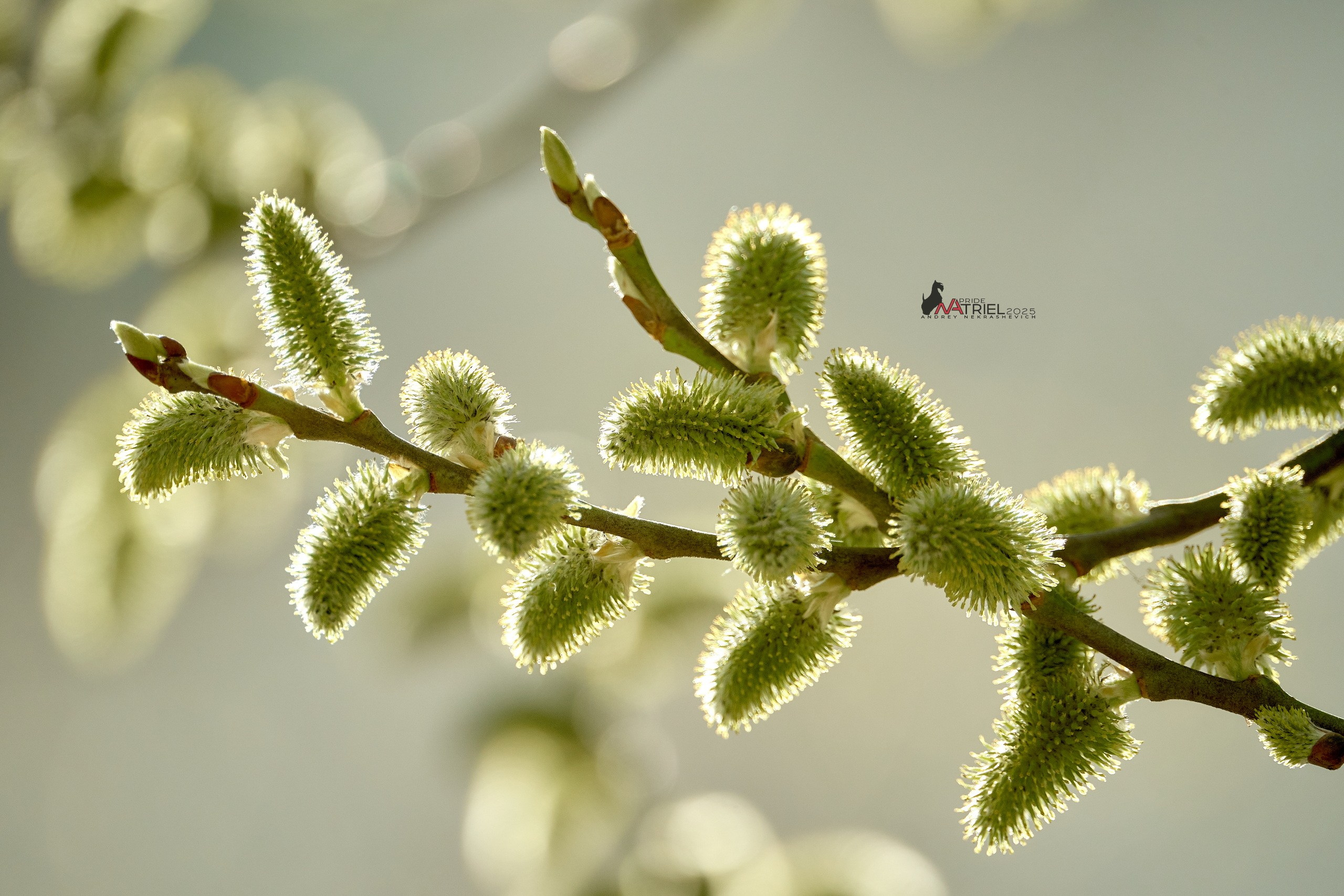 Лютики-цветочки — галерея NATRIEL