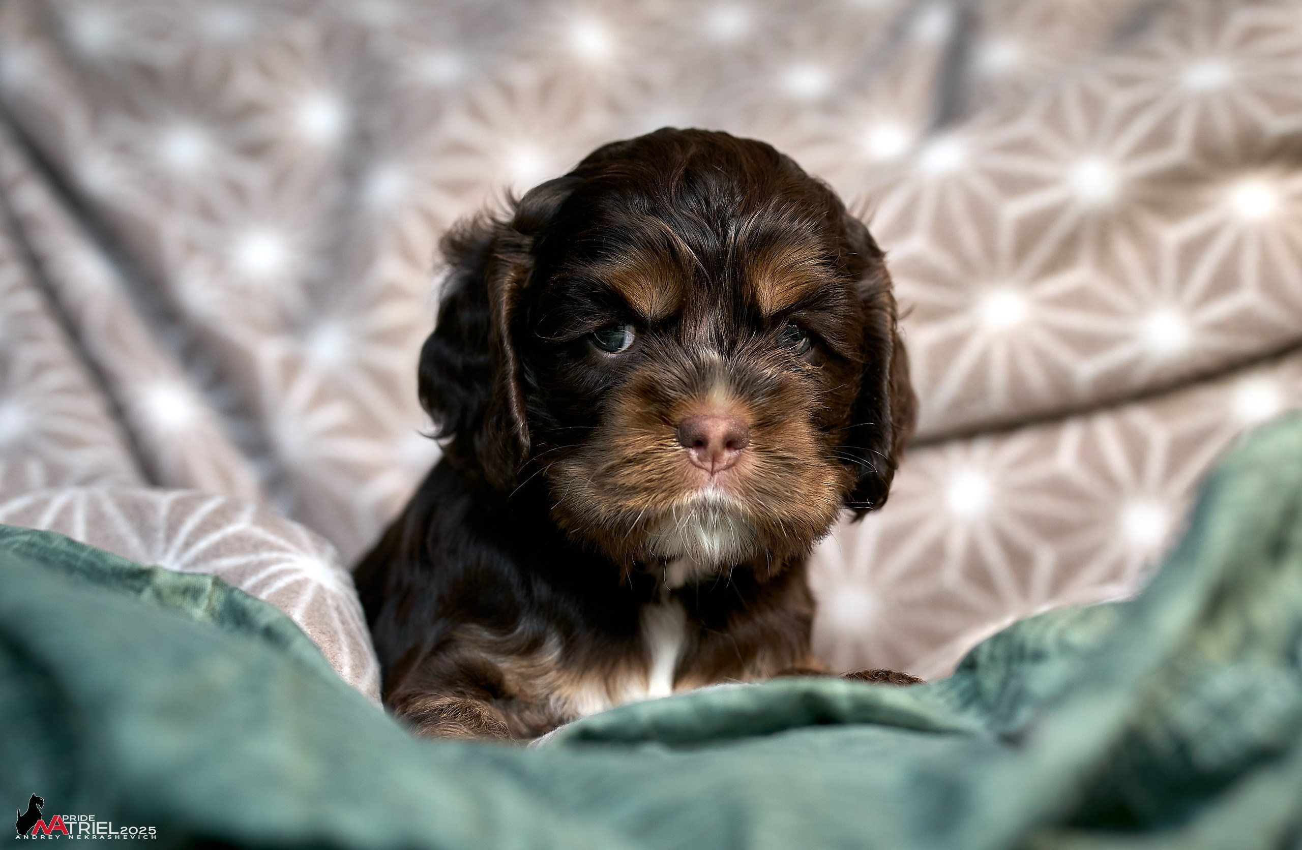 Щенки АмКокеров