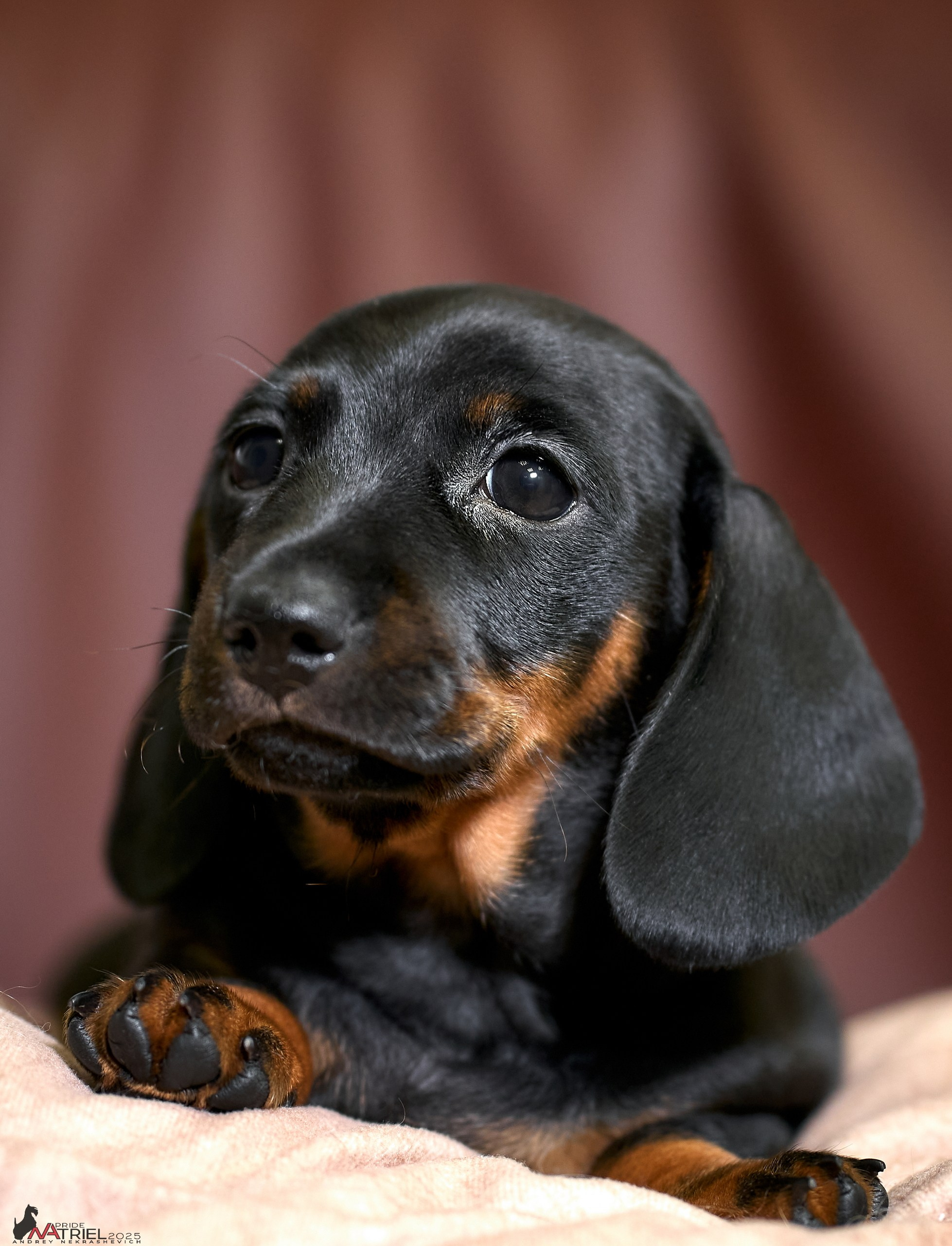 Щенки дома — галерея NATRIEL