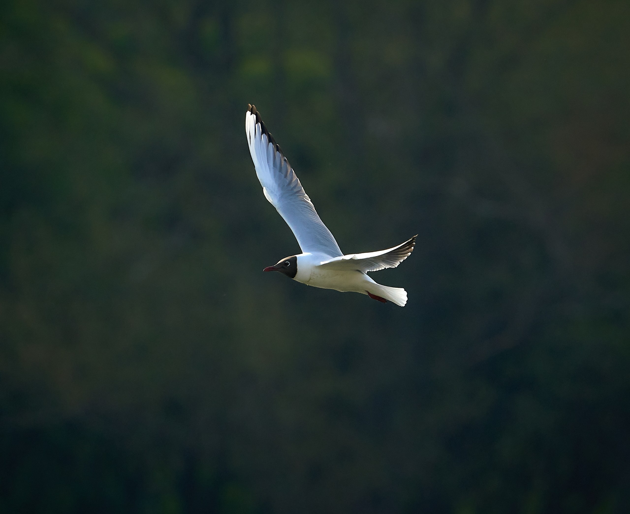 Фото птиц — галерея NATRIEL