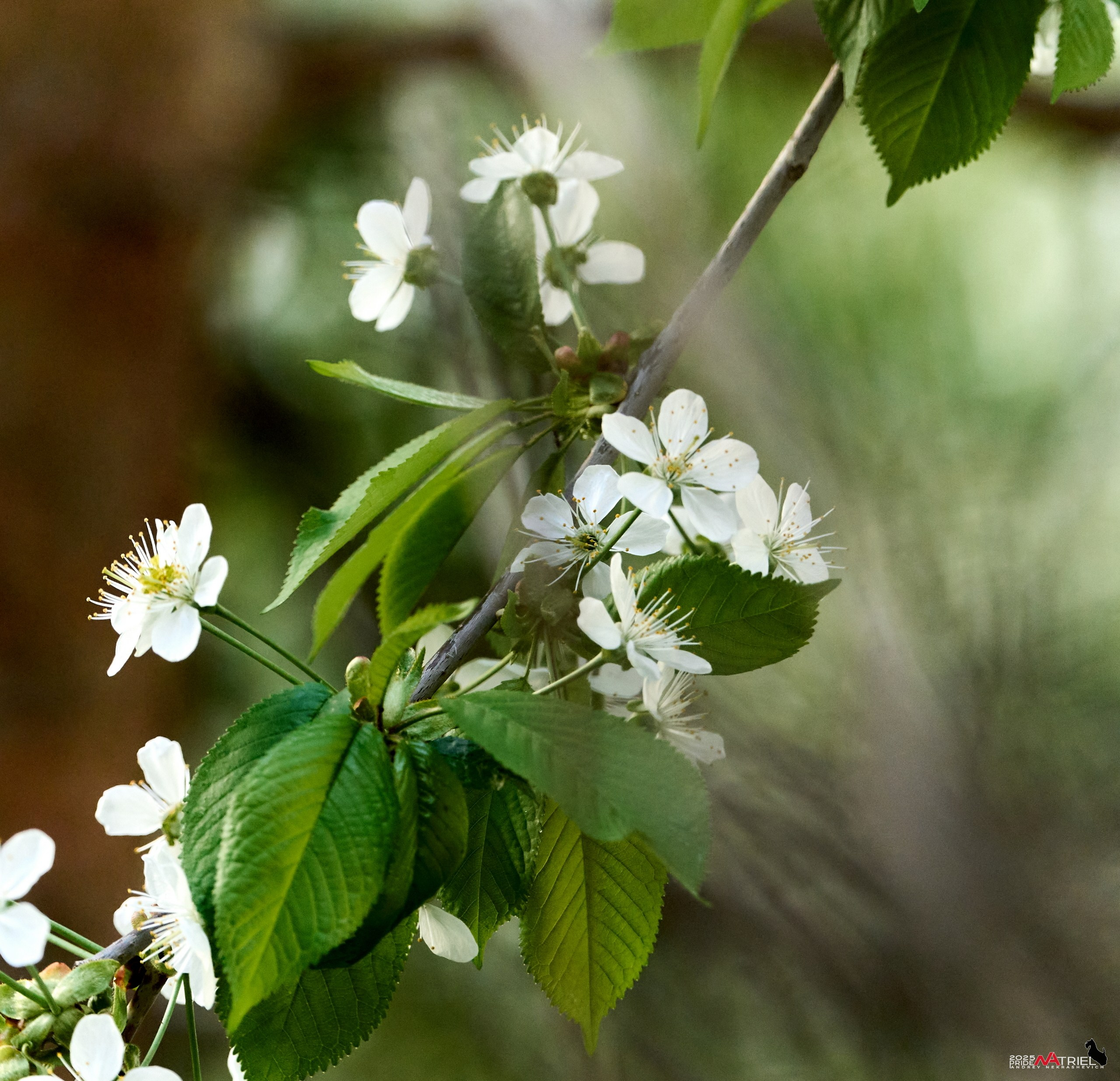 Природа в апреле. Всё в цветении!