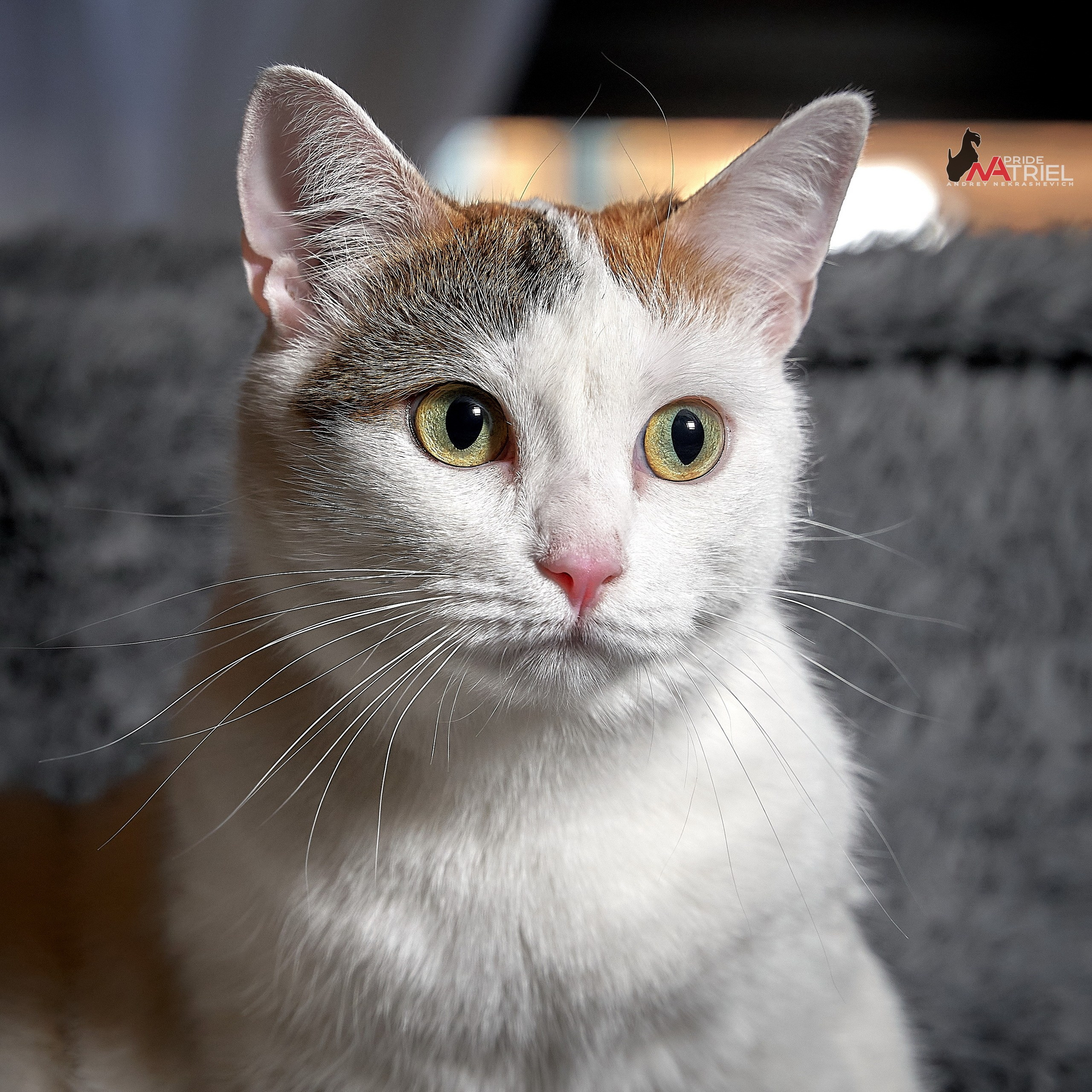 Домашние кошки — галерея NATRIEL