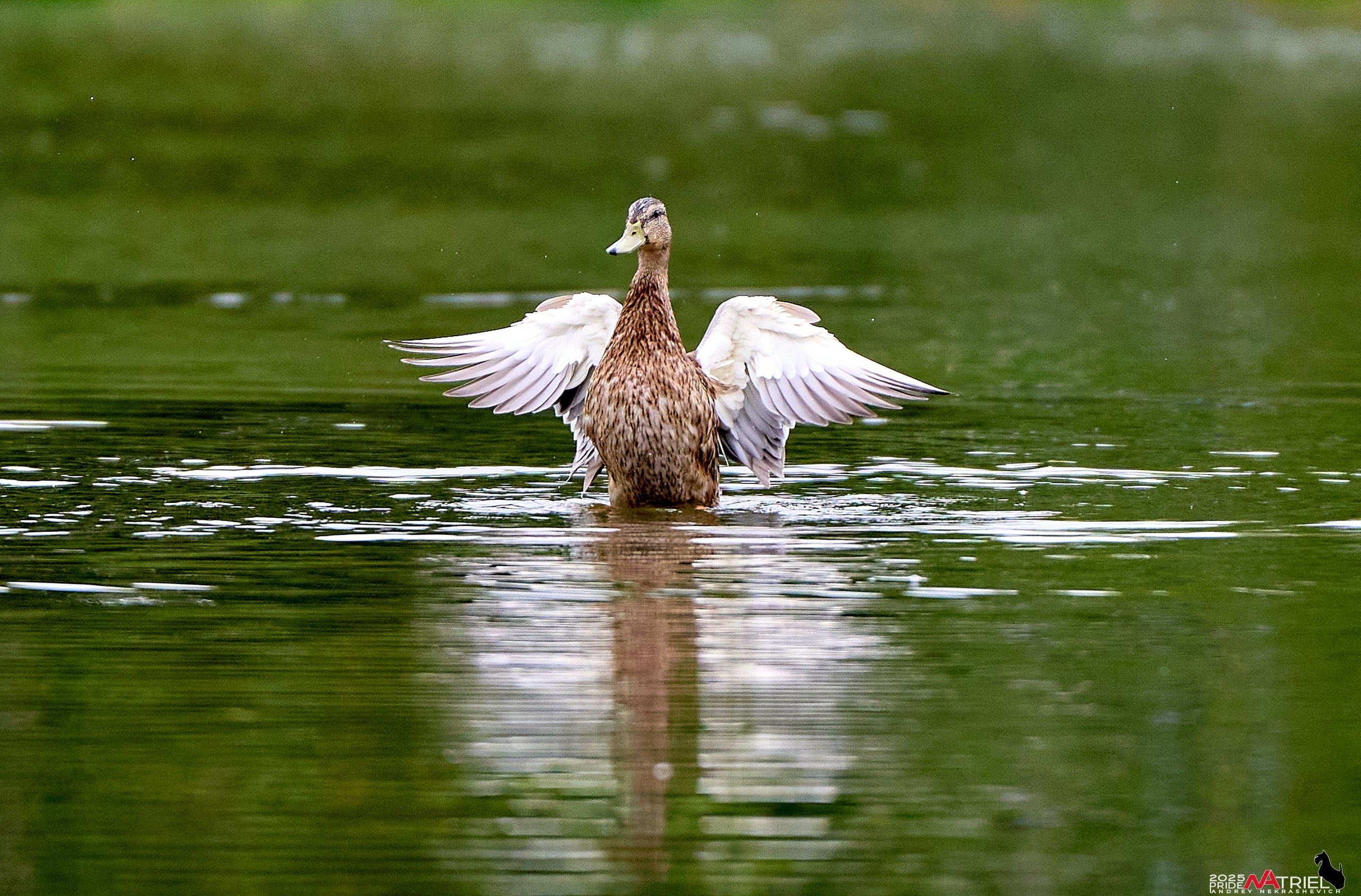 Утки на пруду