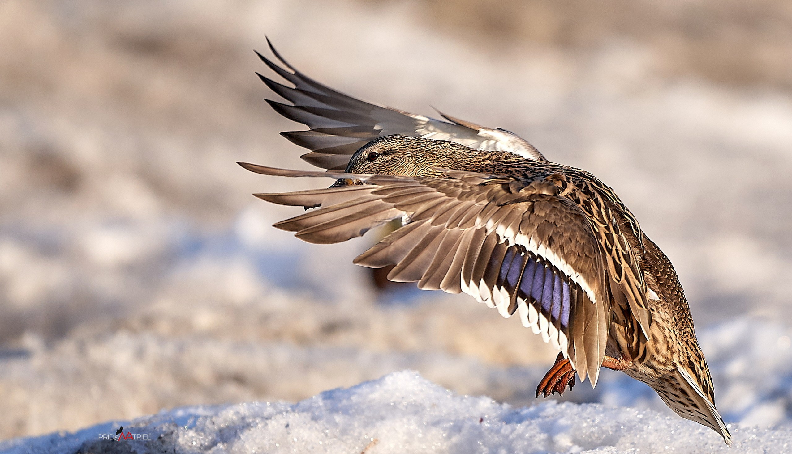 Фото птиц — галерея NATRIEL
