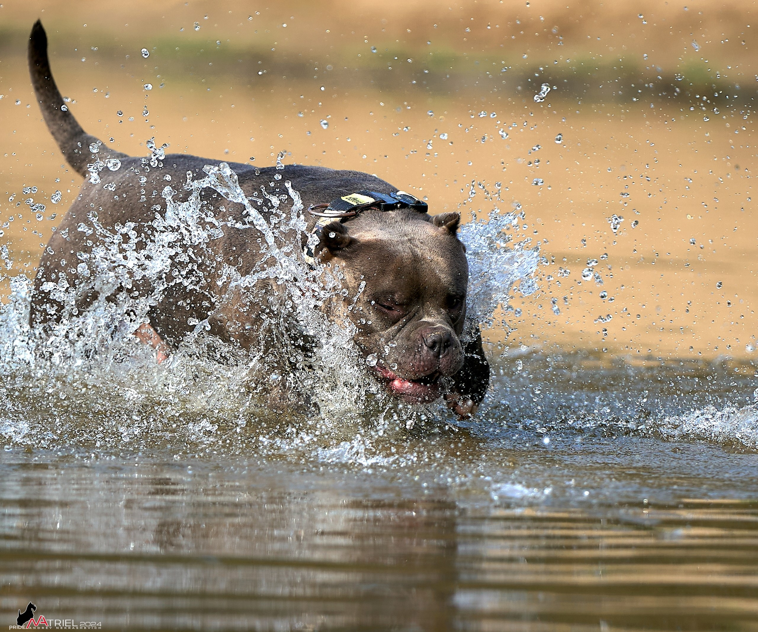 Фотопрогулка с булли