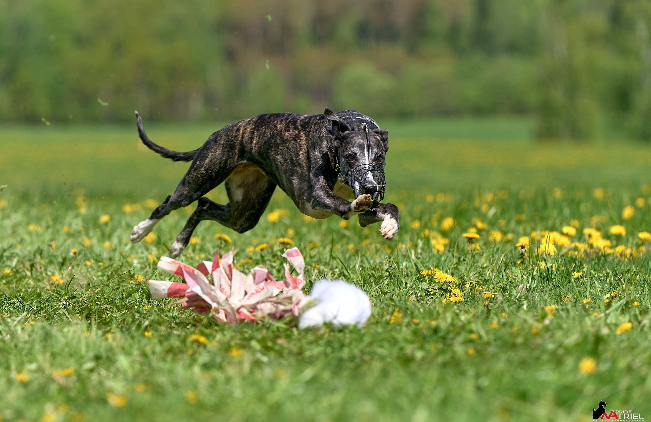 Съемка курсинг — галерея NATRIEL