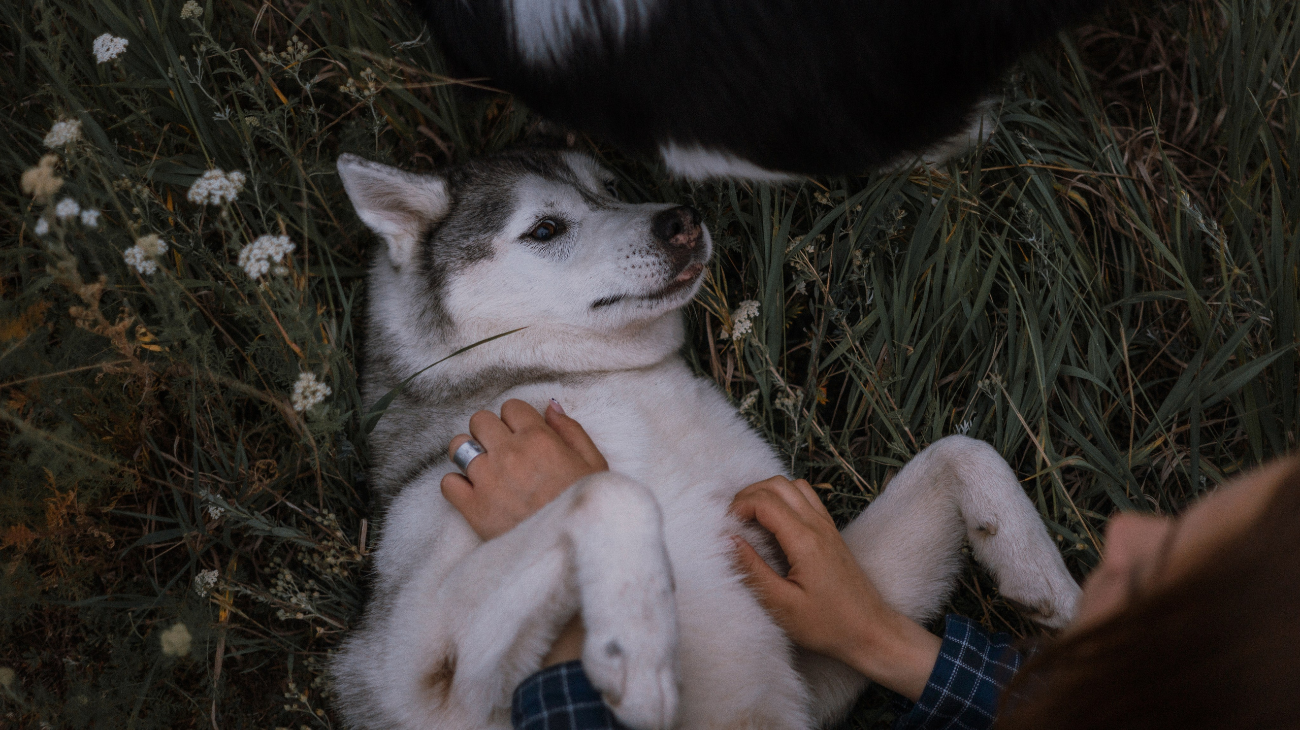 Аделя, Вандер, Шайна и Бая. Фотограф-анималист Богданова Полина