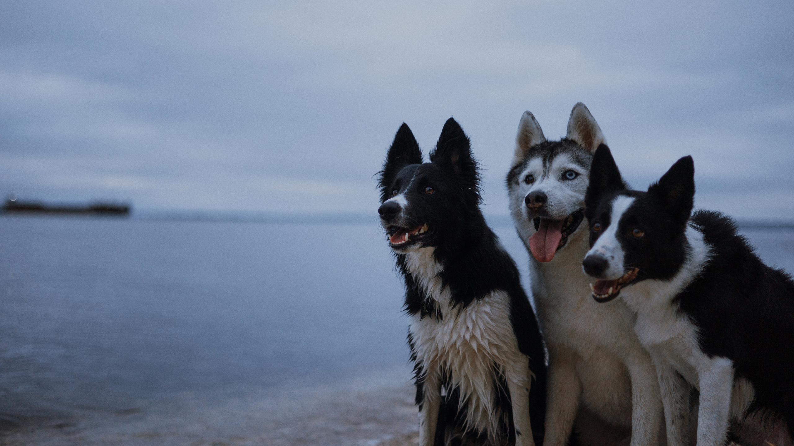Аделя, Вандер, Шайна и Бая. Фотограф-анималист Богданова Полина
