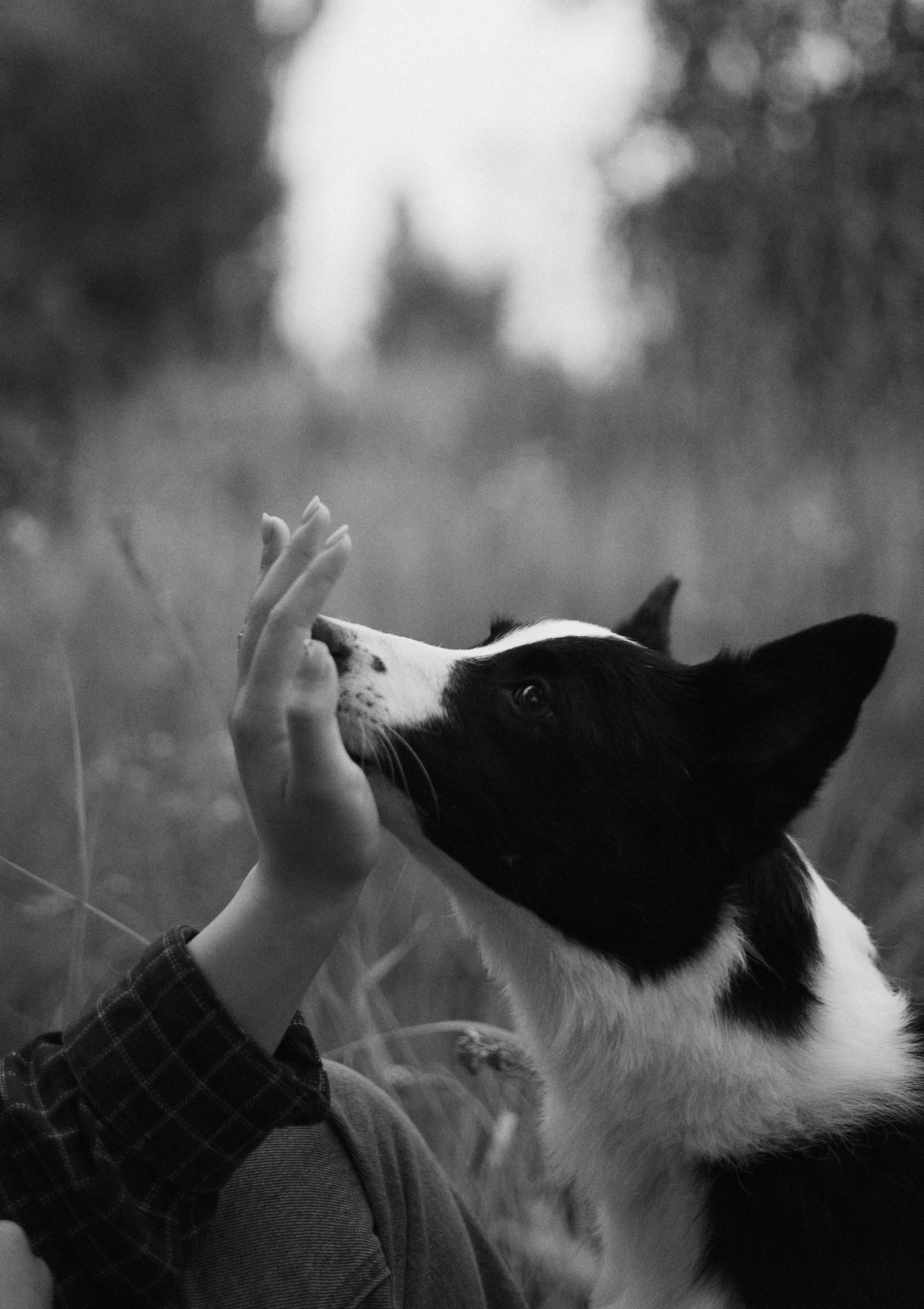 Аделя, Вандер, Шайна и Бая. Фотограф-анималист Богданова Полина