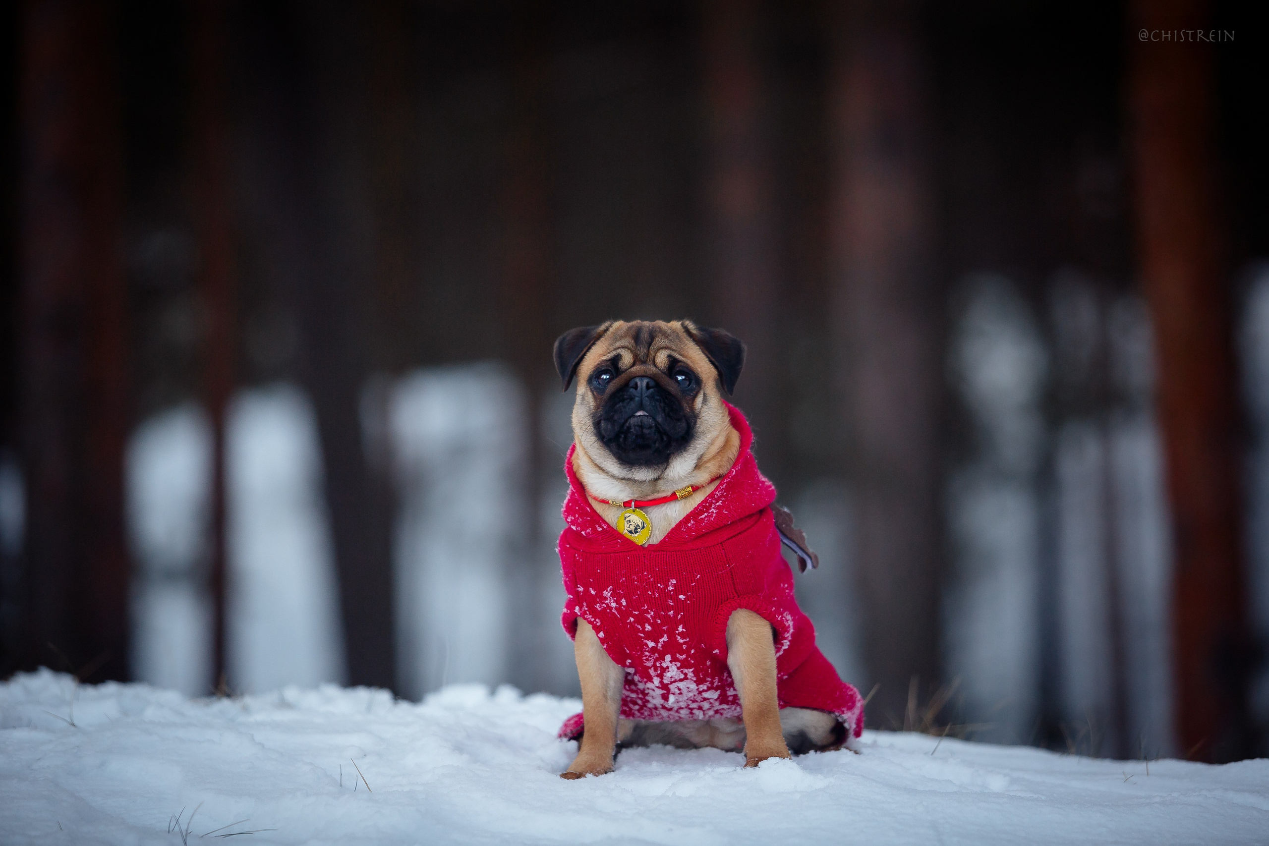 Новогоднее настроение. Роза. Фотограф-анималист Наталия Чистюхина в г. Сосновый Бор и ЛО