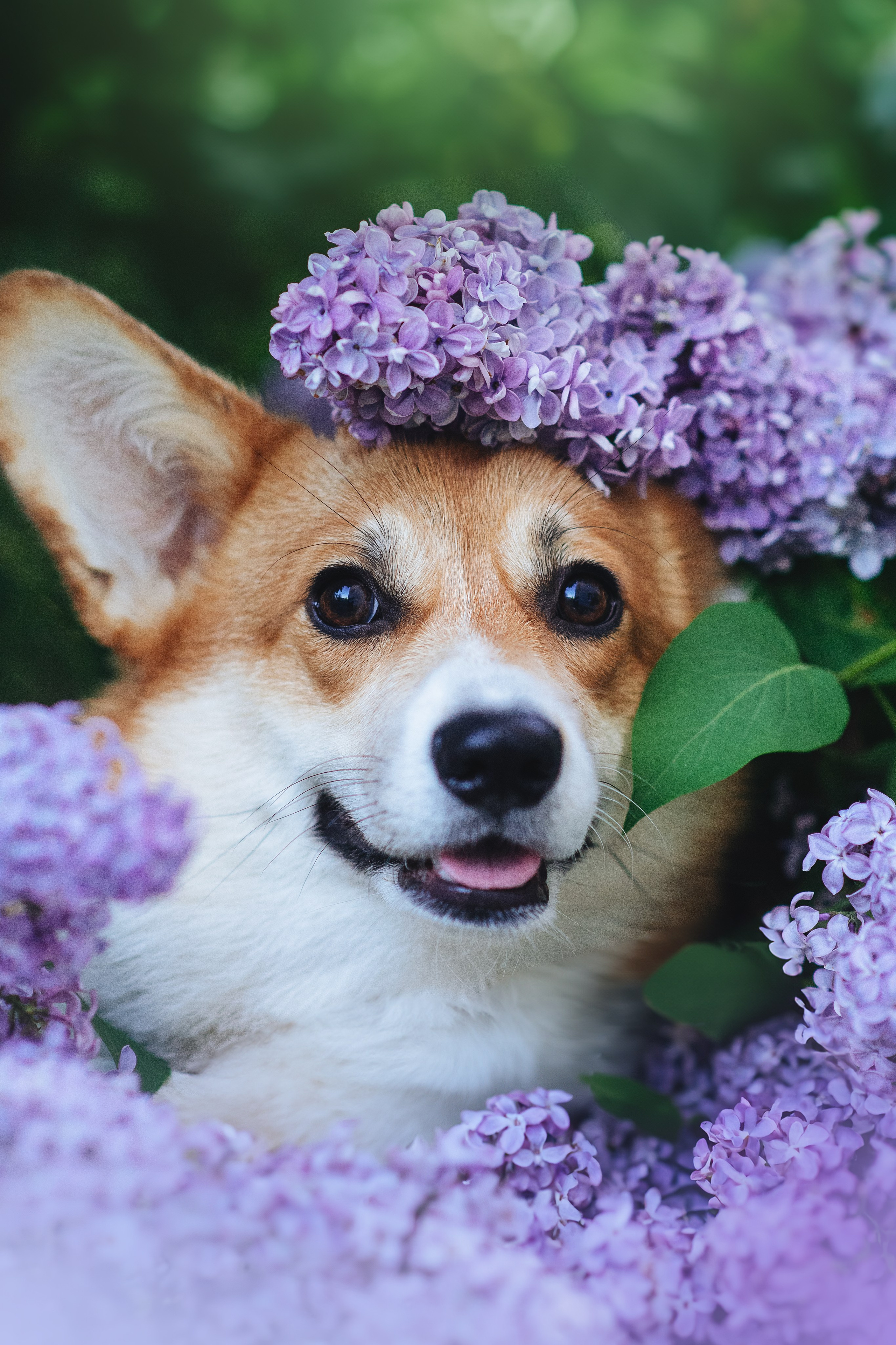 Синнабон — 25.05.2024. Фотограф — Анималист | Анна Абрамова