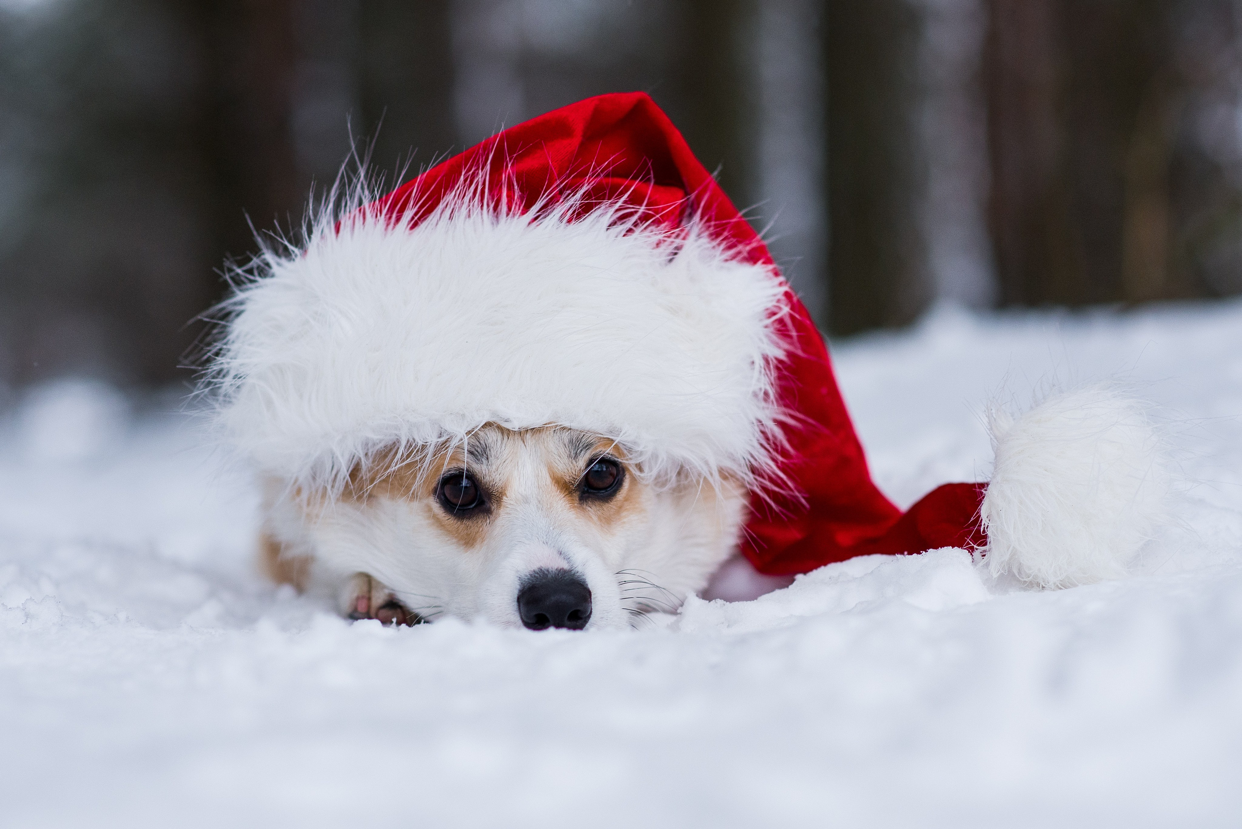 Фотограф — Анималист | Анна Абрамова