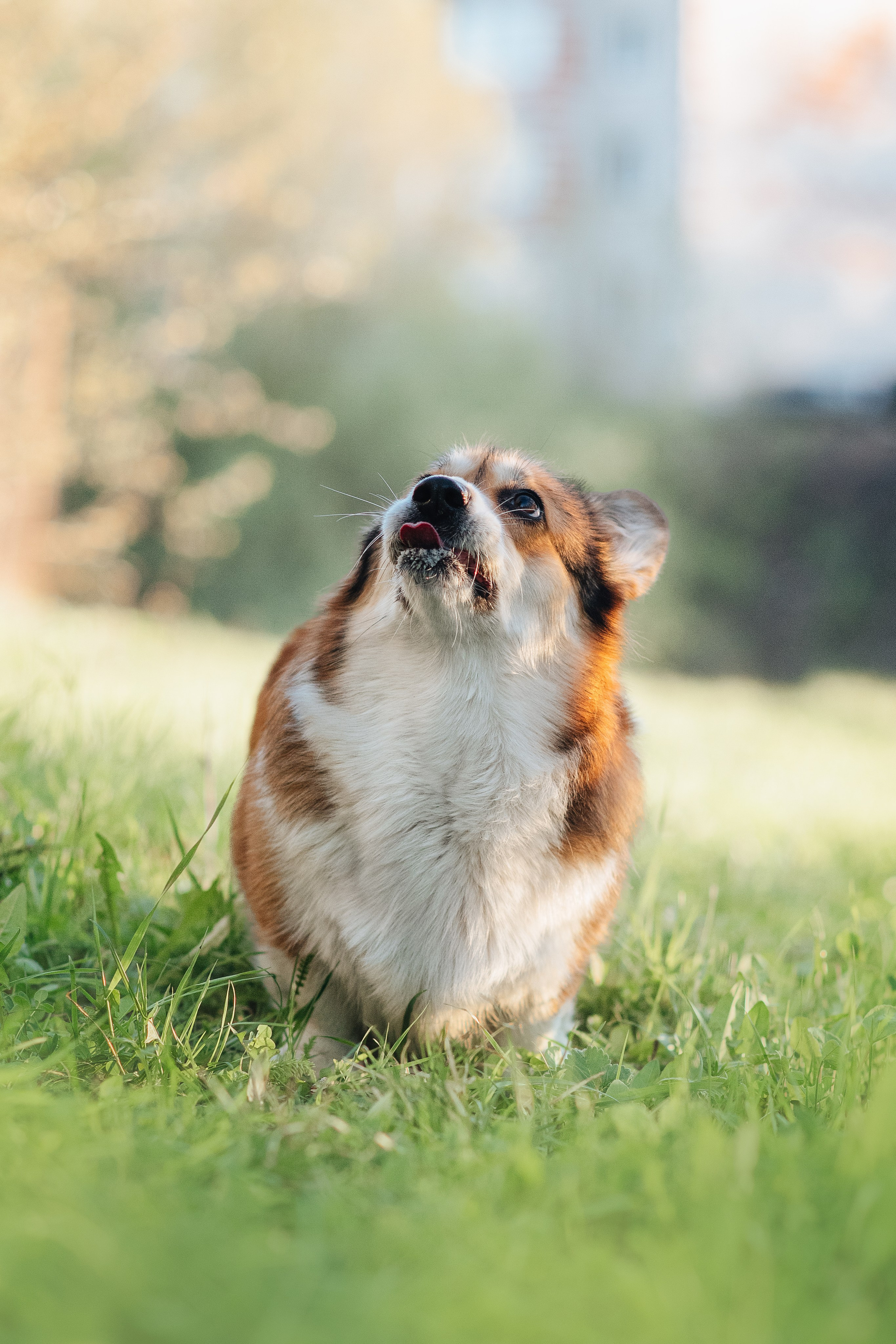 Трисс — 29.04.2024. Фотограф — Анималист | Анна Абрамова