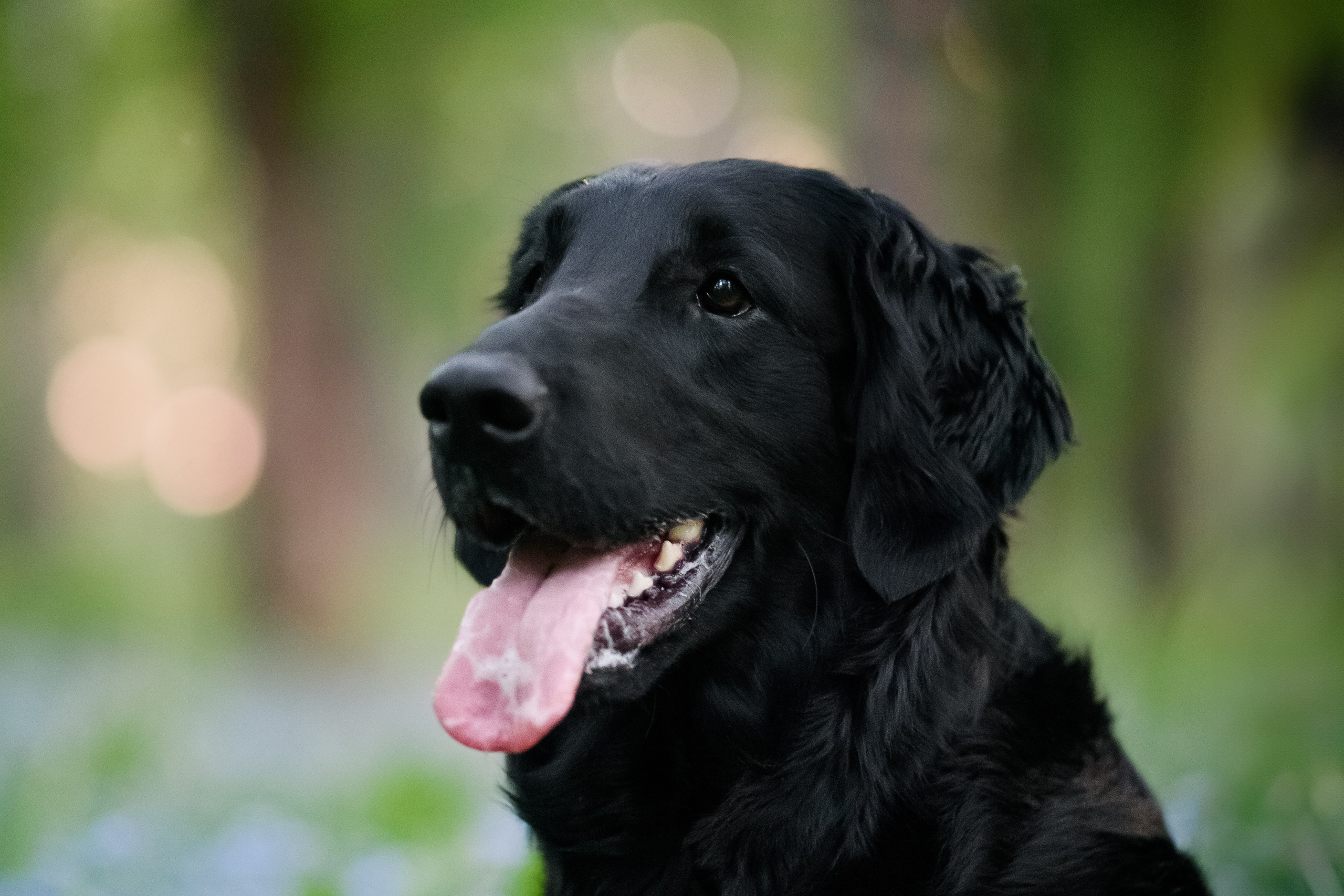 Степа, Йоки и Мята — 29.05.2024. Фотограф — Анималист | Анна Абрамова