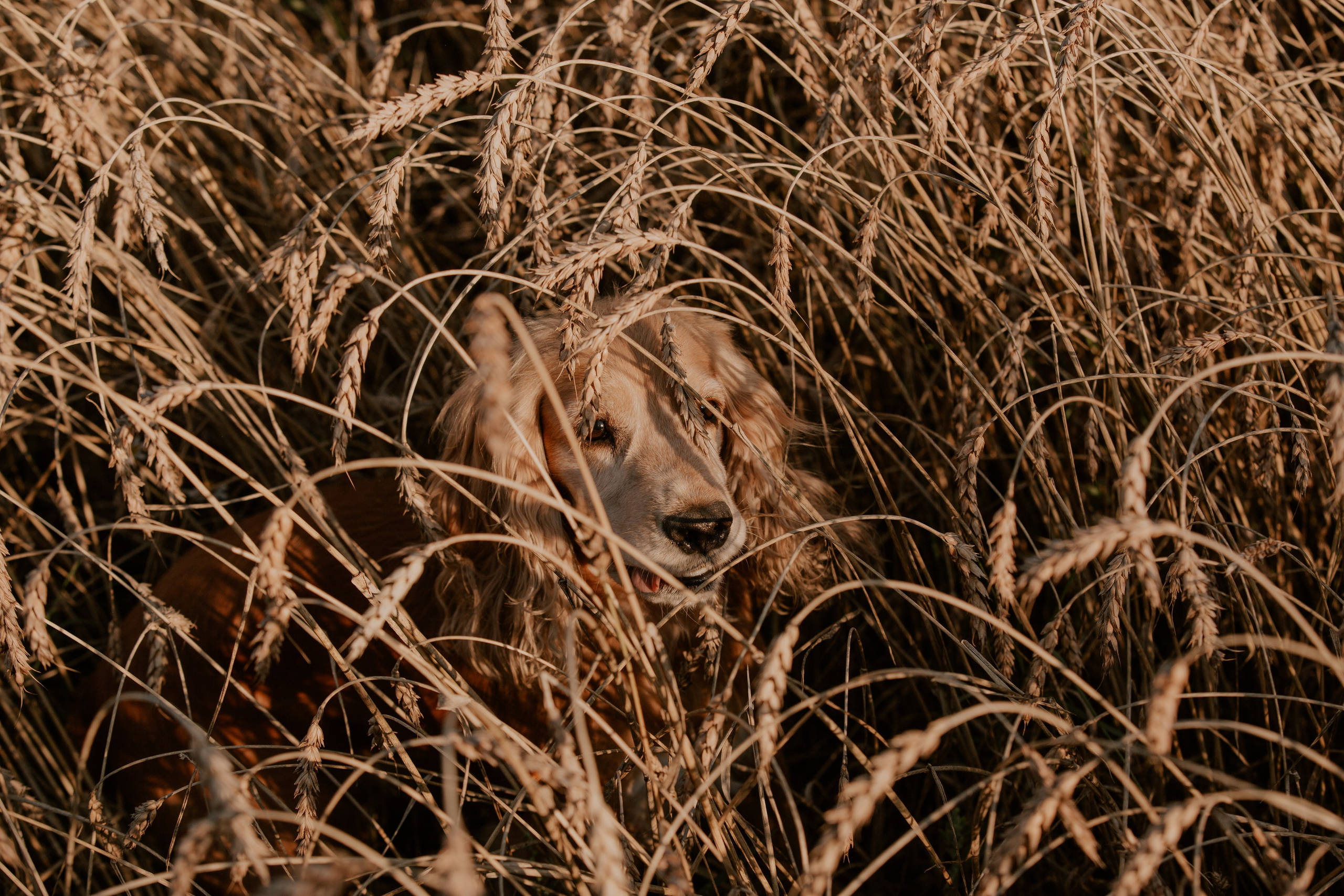 Валерий и Яна. Свадебный фотограф