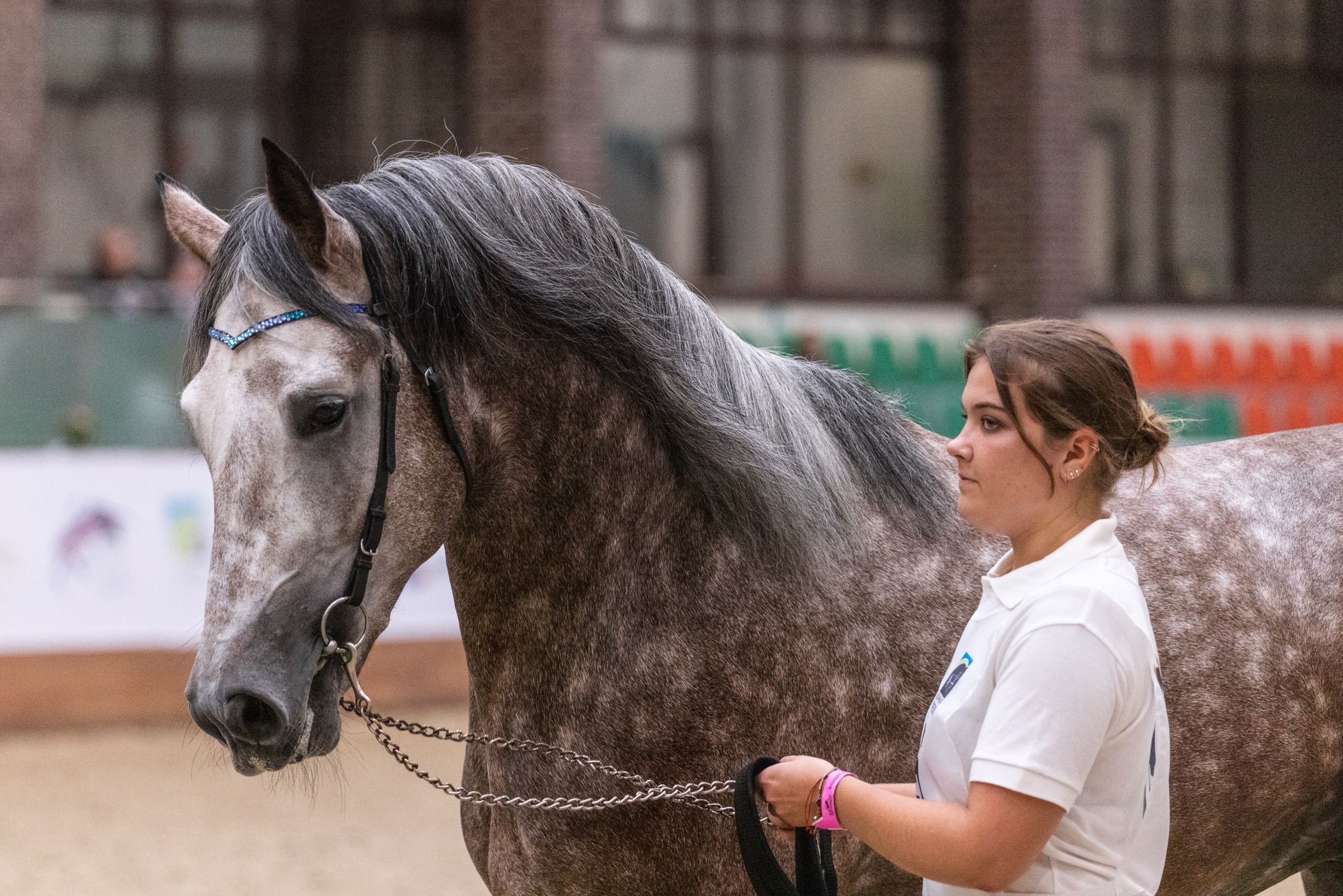 Конные выставки. Mrs.Aquarelia Конный фотограф Марианна Леонтьева