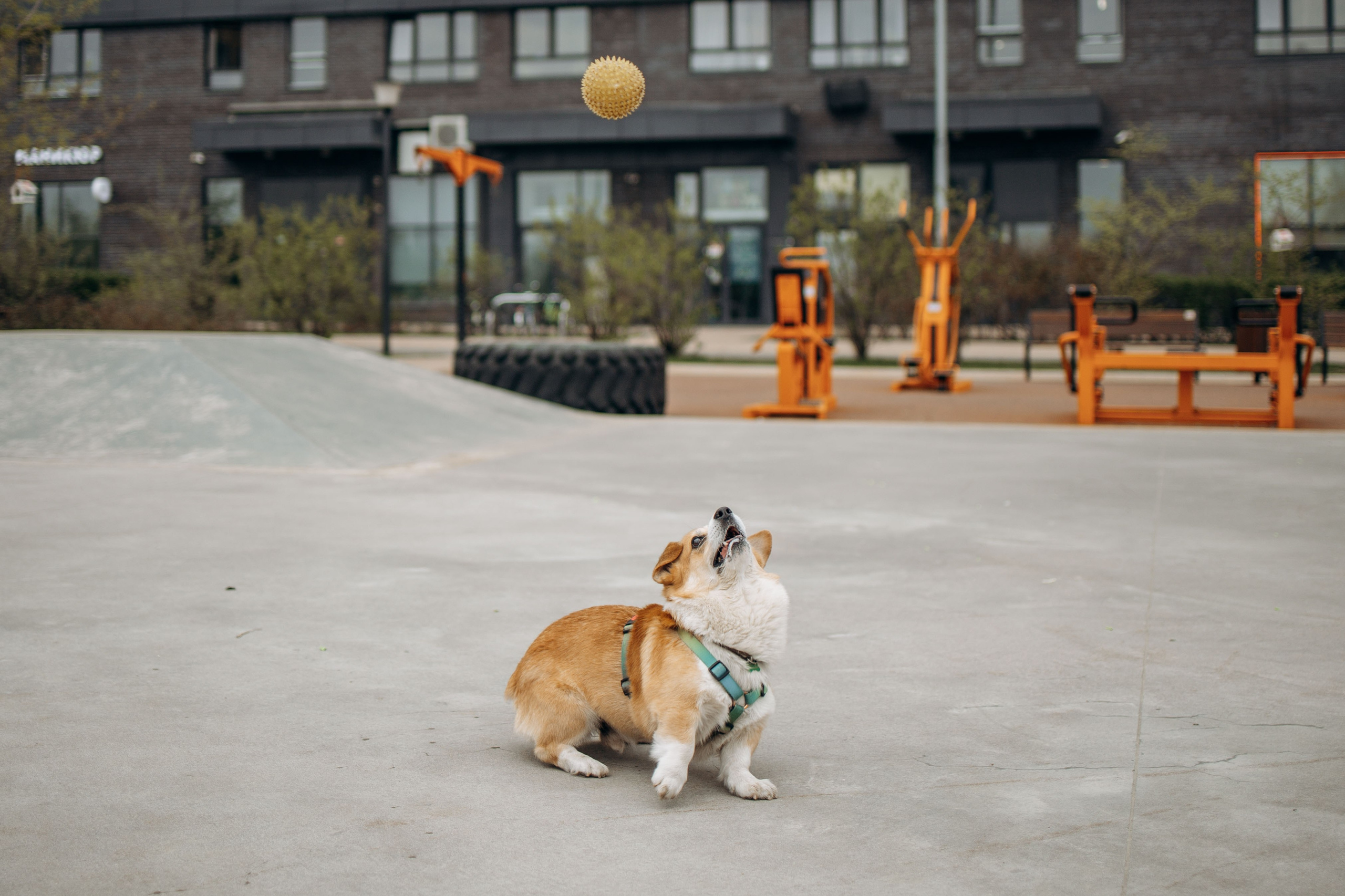 Екатерина и Альфи