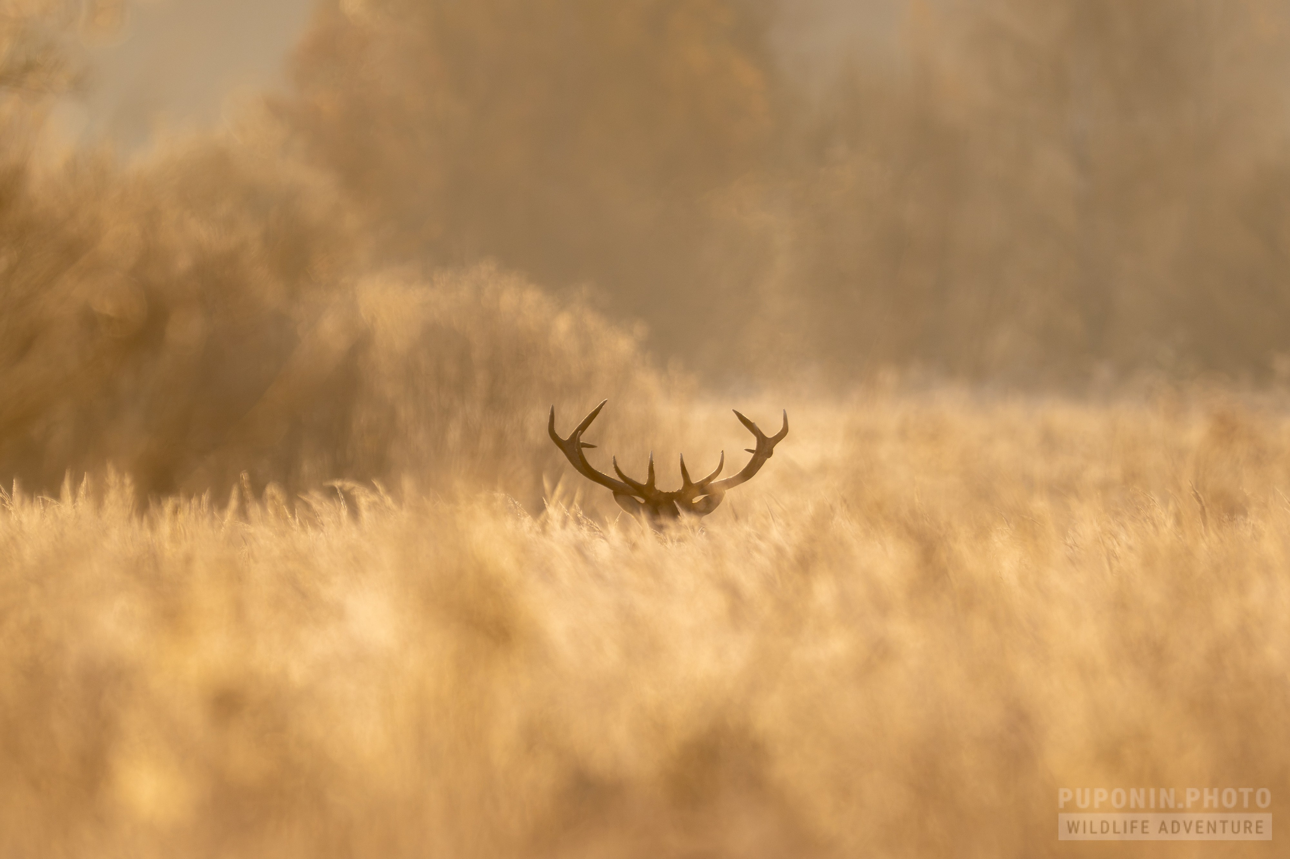 Morning in the flood meadows. A vocal duel between red deer stags. Фотограф Сергей Пупонин