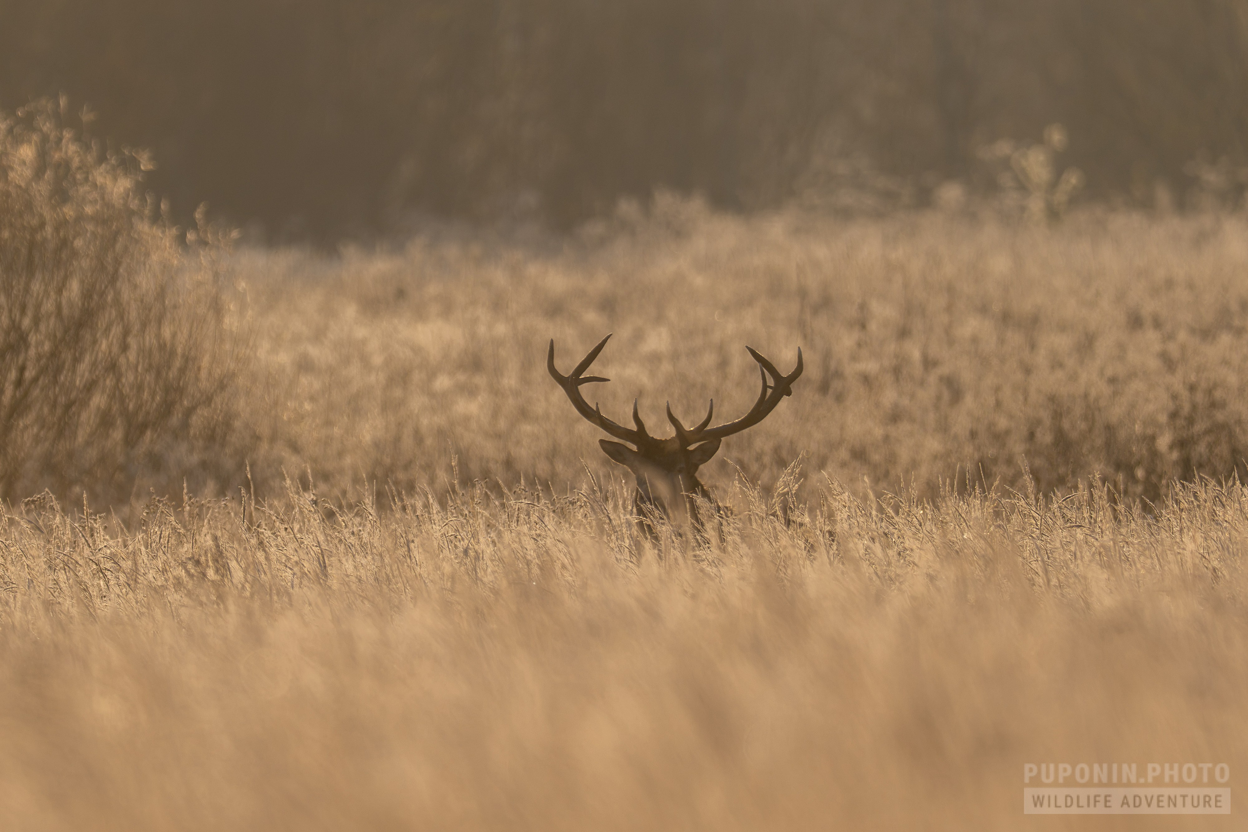 Morning in the flood meadows. A vocal duel between red deer stags. Фотограф Сергей Пупонин