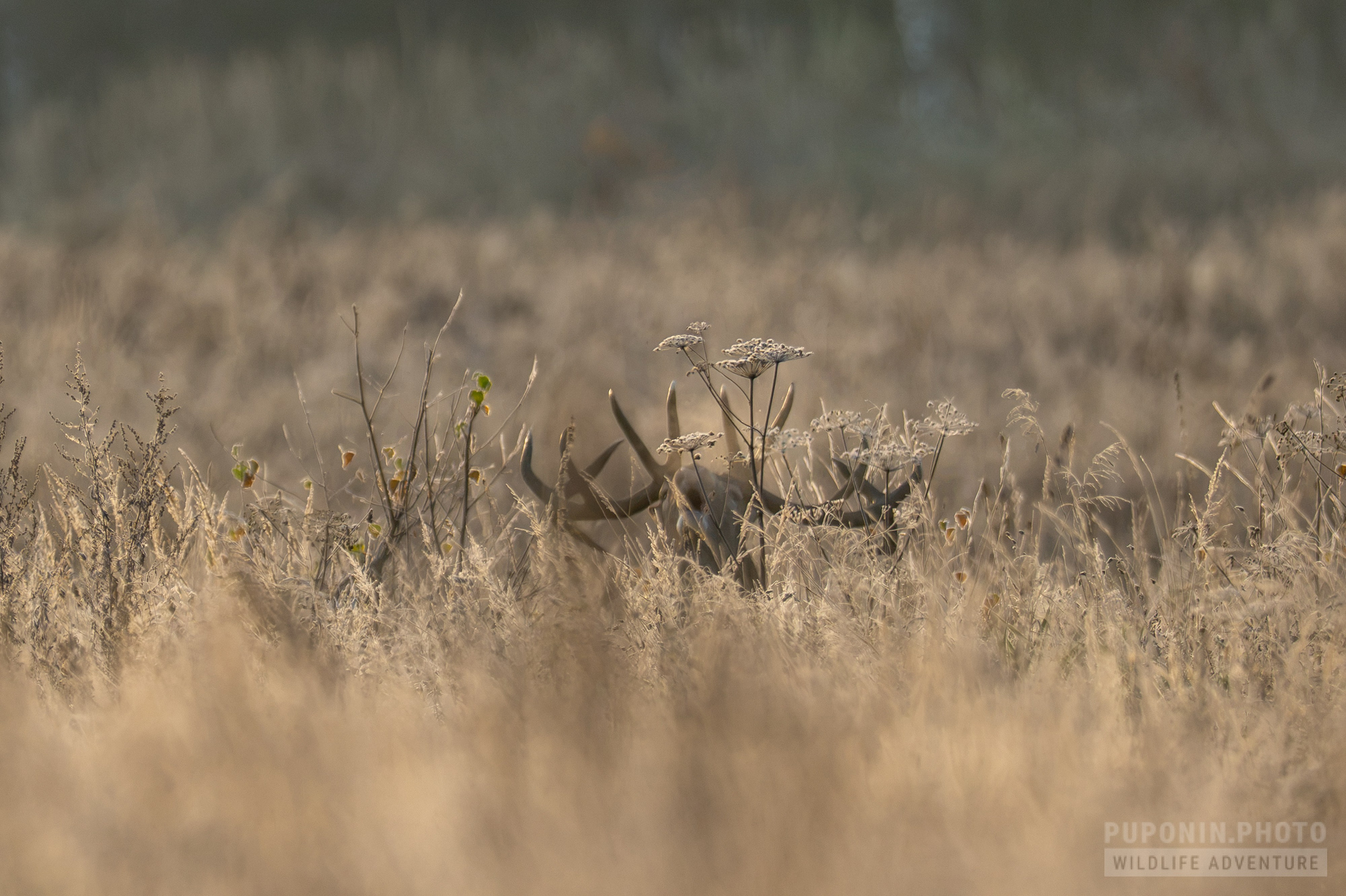 Morning in the flood meadows. A vocal duel between red deer stags. Фотограф Сергей Пупонин