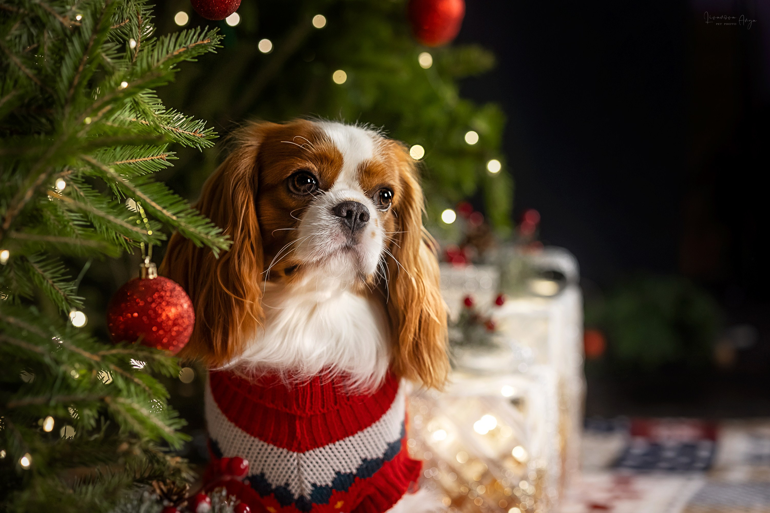 Фотодень_2 2025. Фотограф анималист Аня Ливанова | Рыбинск