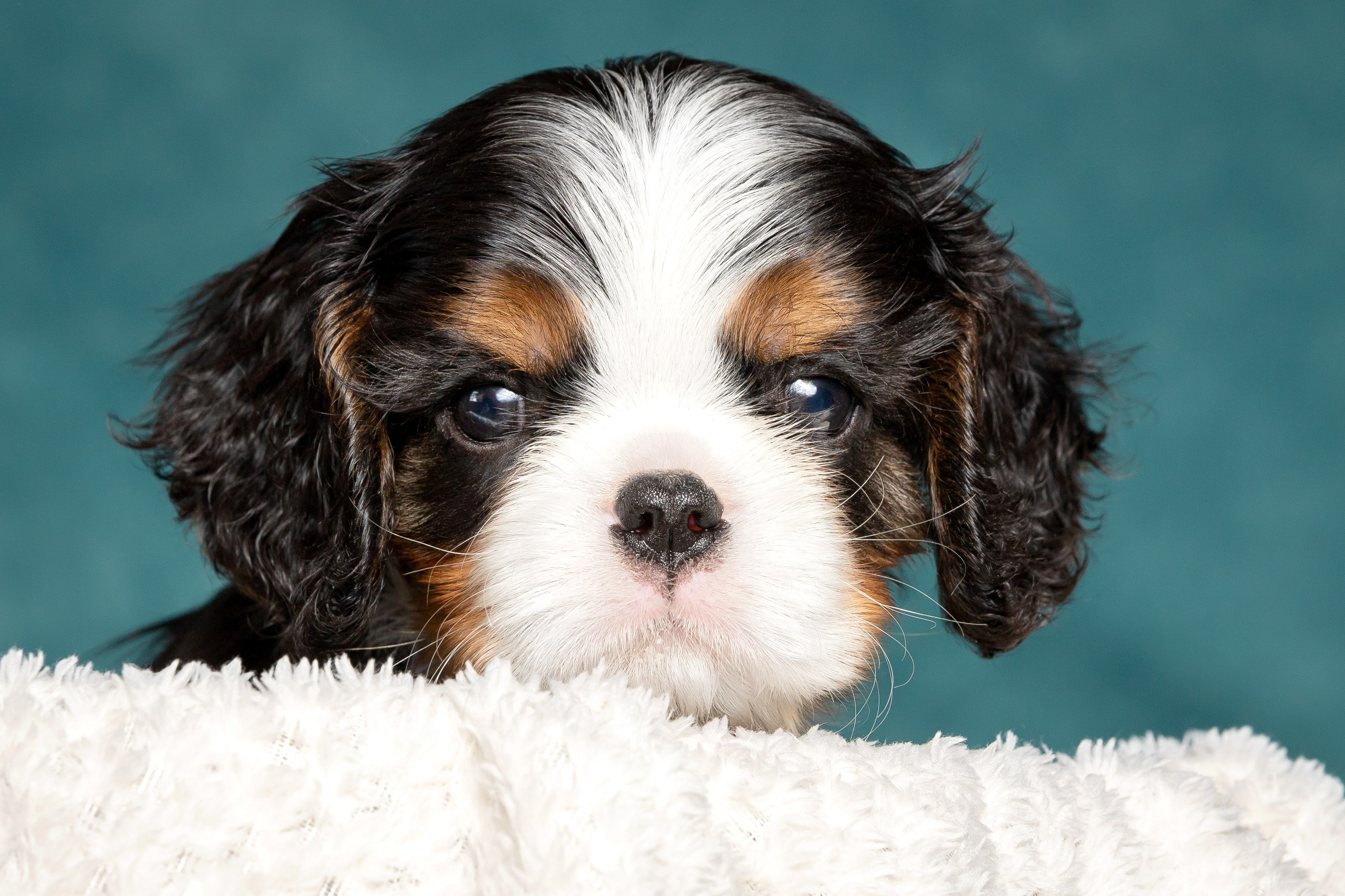 Кавалер Кинг Чарльз спаниель. Юлия Микульская. Рыбинск