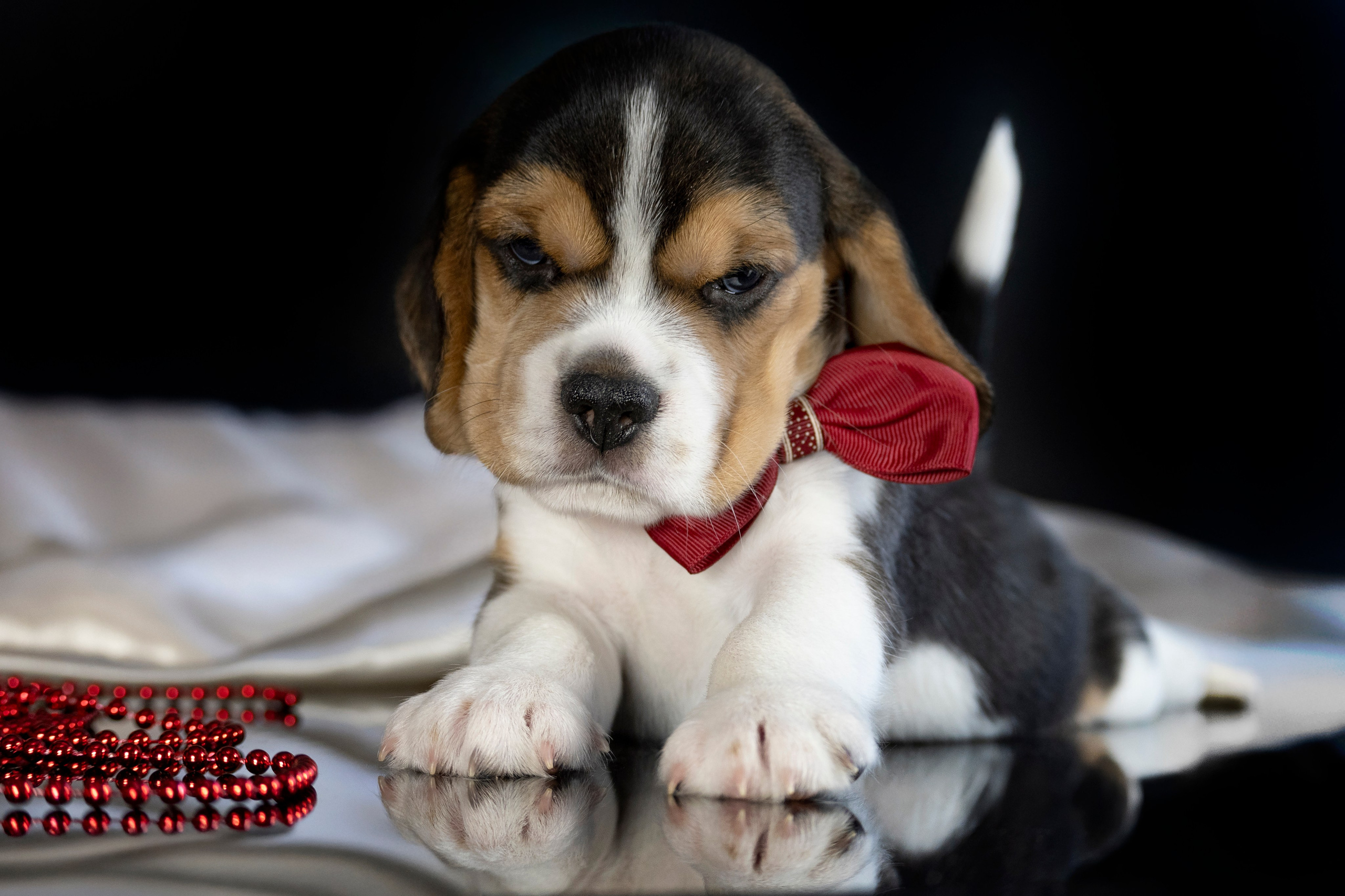 Фотосессия щенков бигля. Фотограф анималист в Санкт-Петербурге Таша Крейв