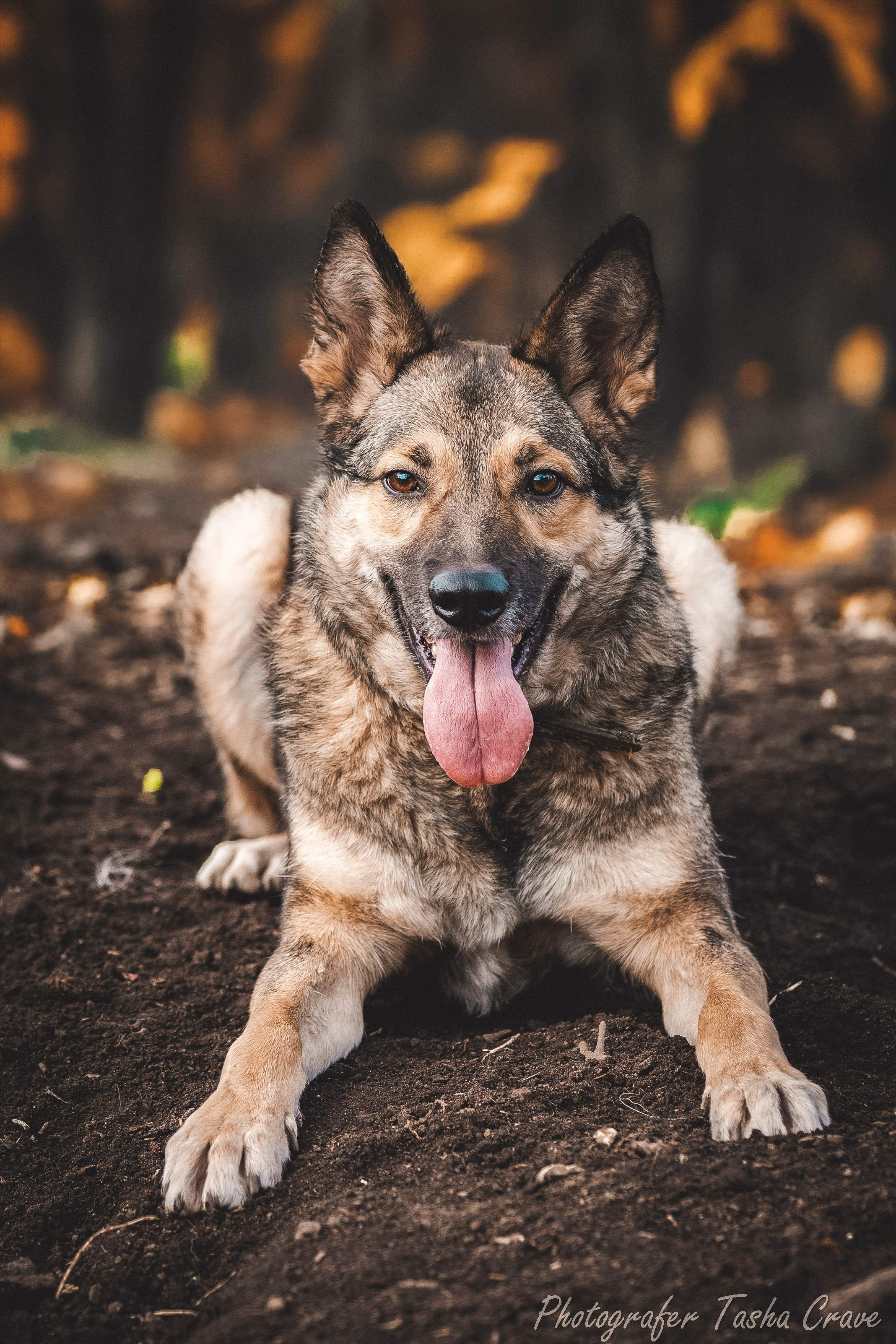 Приют для собак. Фотограф анималист в Санкт-Петербурге Таша Крейв