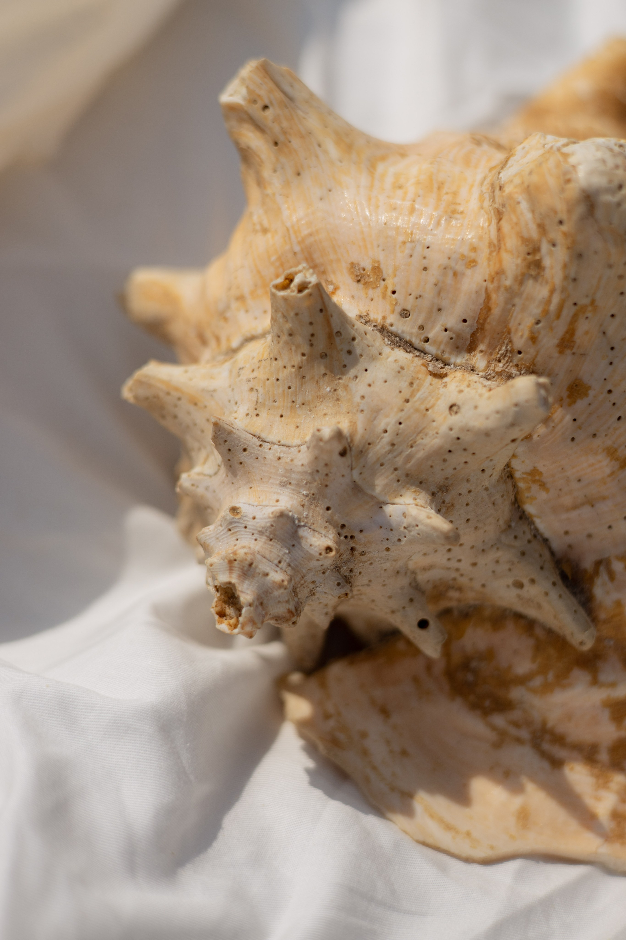 Пляж. Оформление свадеб, декор свадеб Вера Маркова, Москва