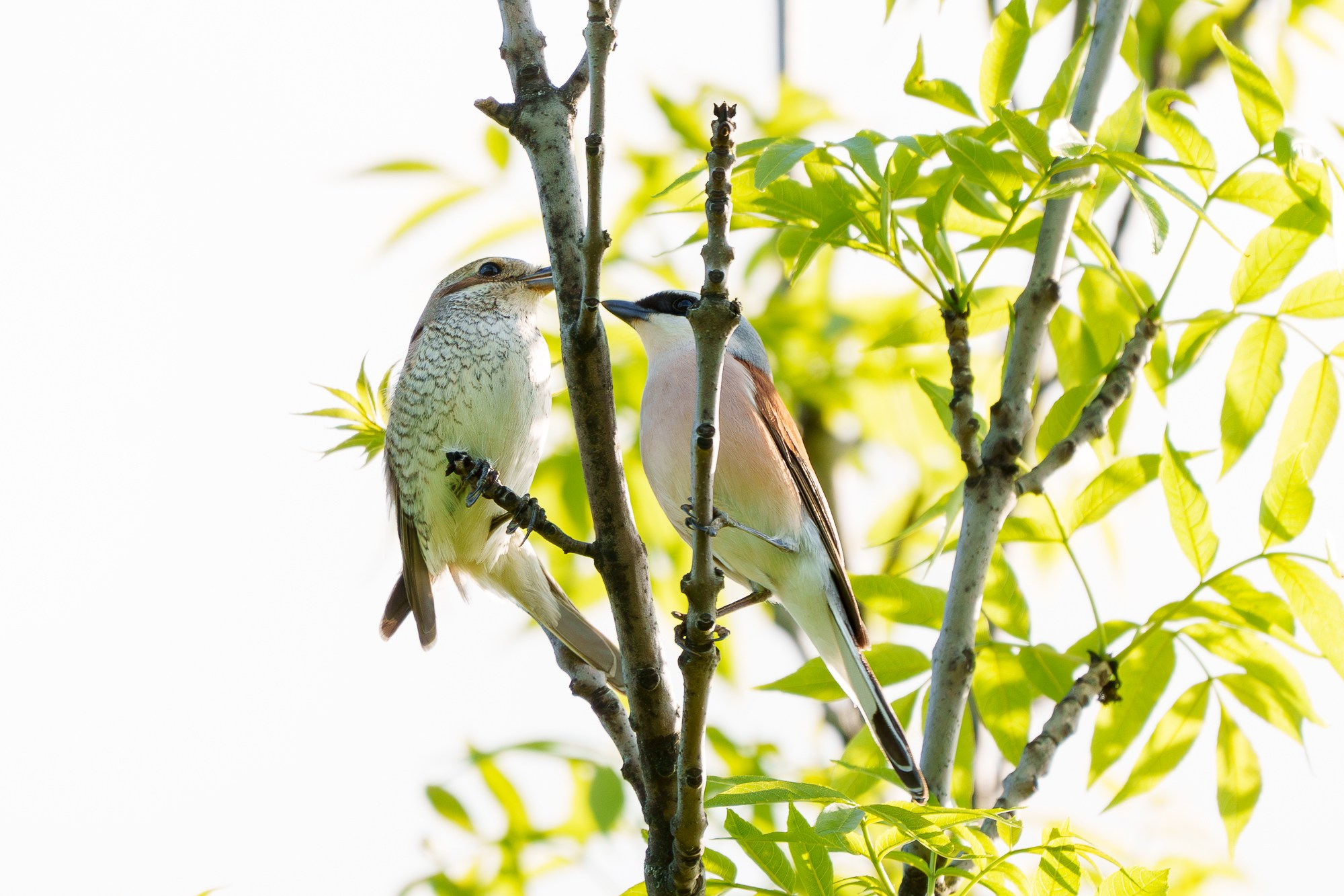 Удивительные мир птиц. Вокруг нас столько прекрасного — присмотритесь!. Ваш личный фотограф Марина Волкова