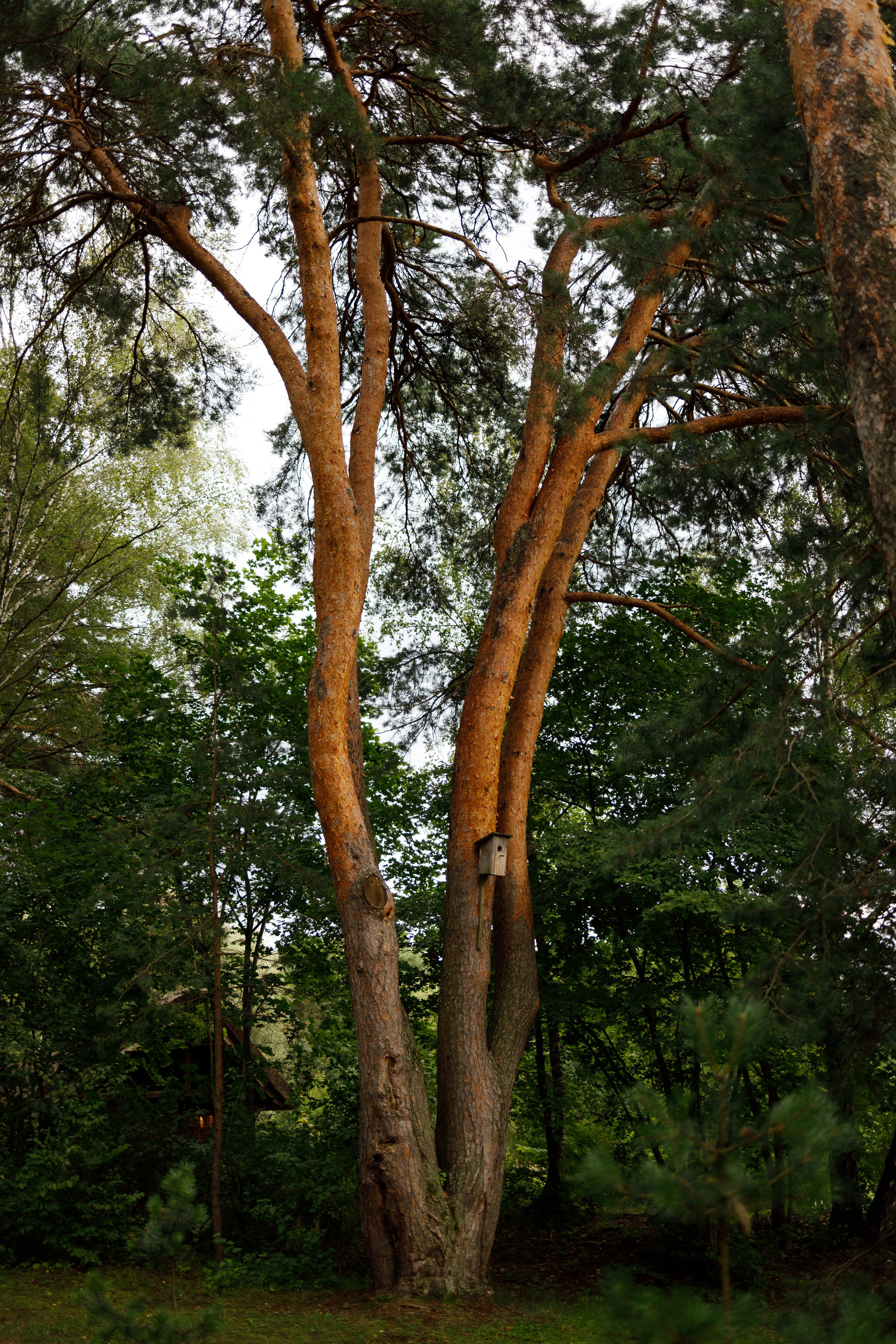 Поленово. Свадебный и семейный фотограф в Туле и области Маша Костина
