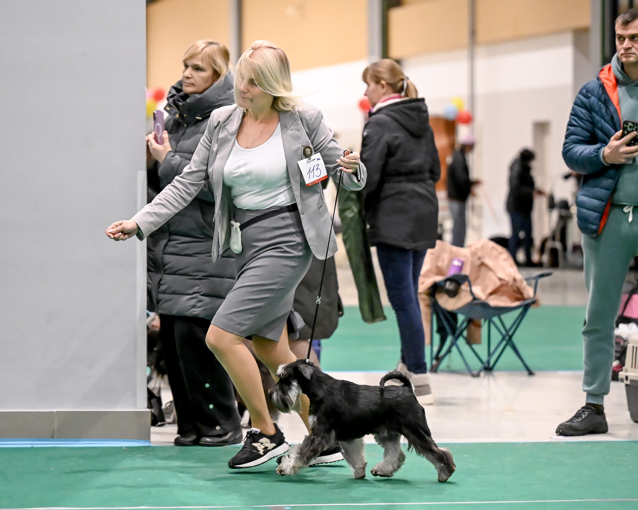 Бъянка/ Delinso Balance Cinzano Bianco. Питомник цвергшнауцеров в Беларуси «Делинсо Бэлэнс»