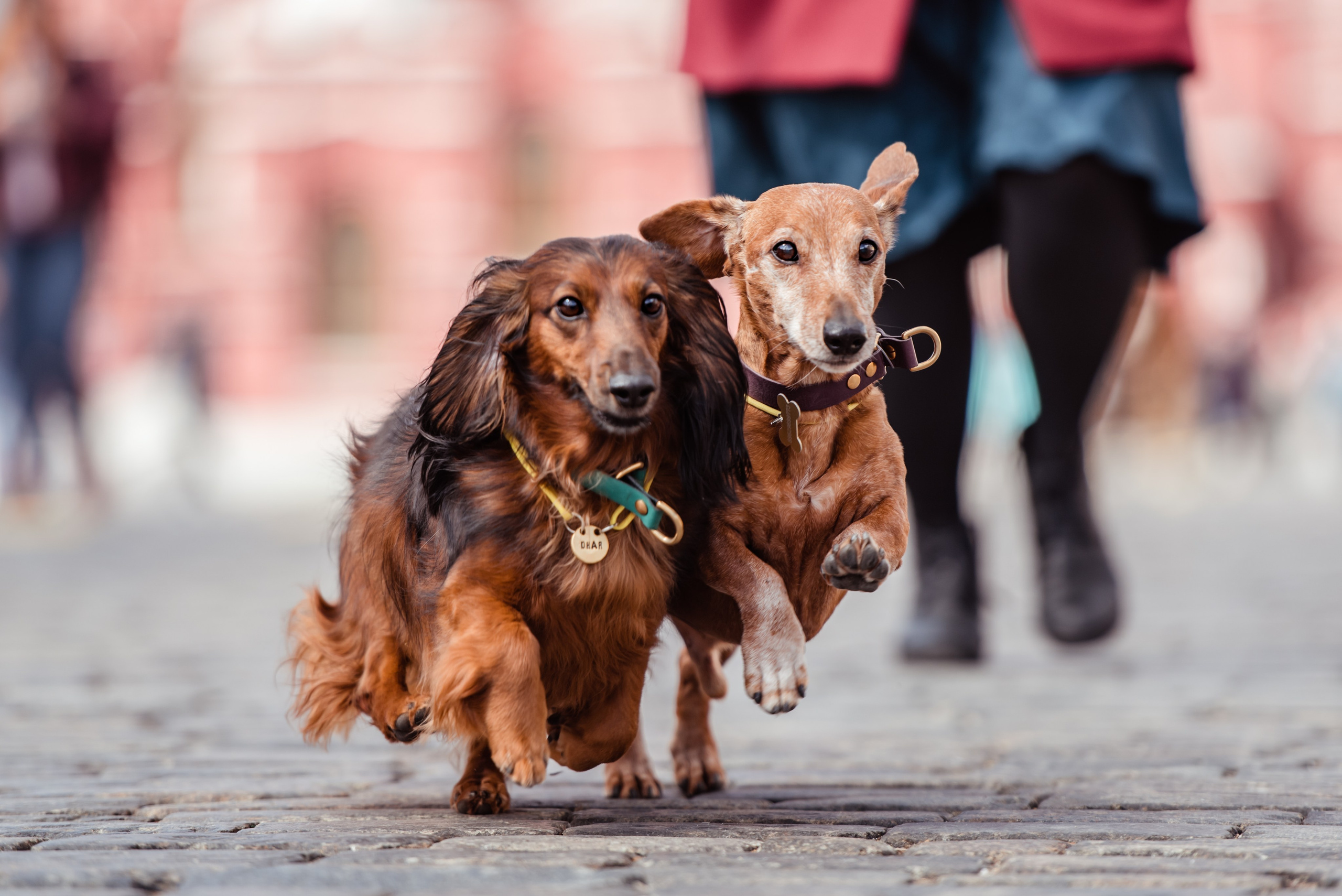 Таксы на Красной площади. Семейный Фотограф в Москве Ирина Хохлова