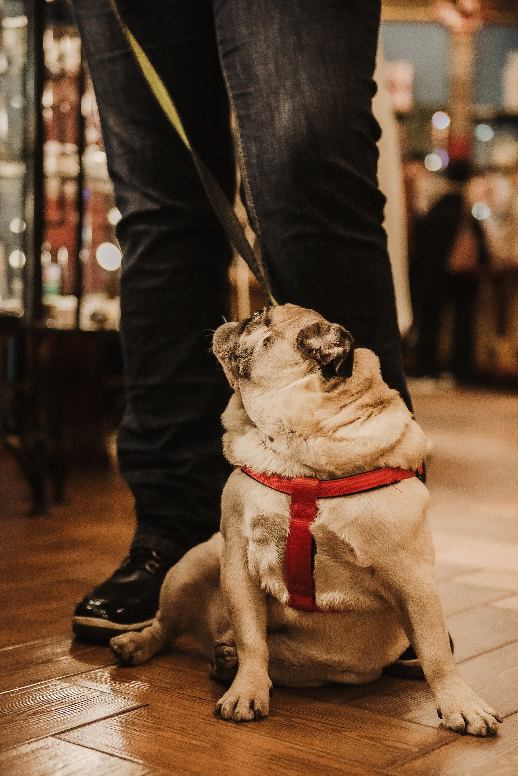 Ольга и Потапум. Прогулка к чайному дому. Семейный Фотограф в Москве Ирина Хохлова
